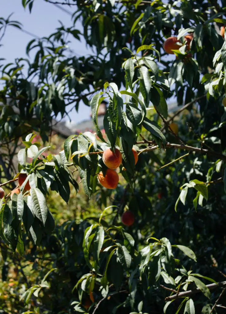 How Many Peaches Does A Tree Produce?