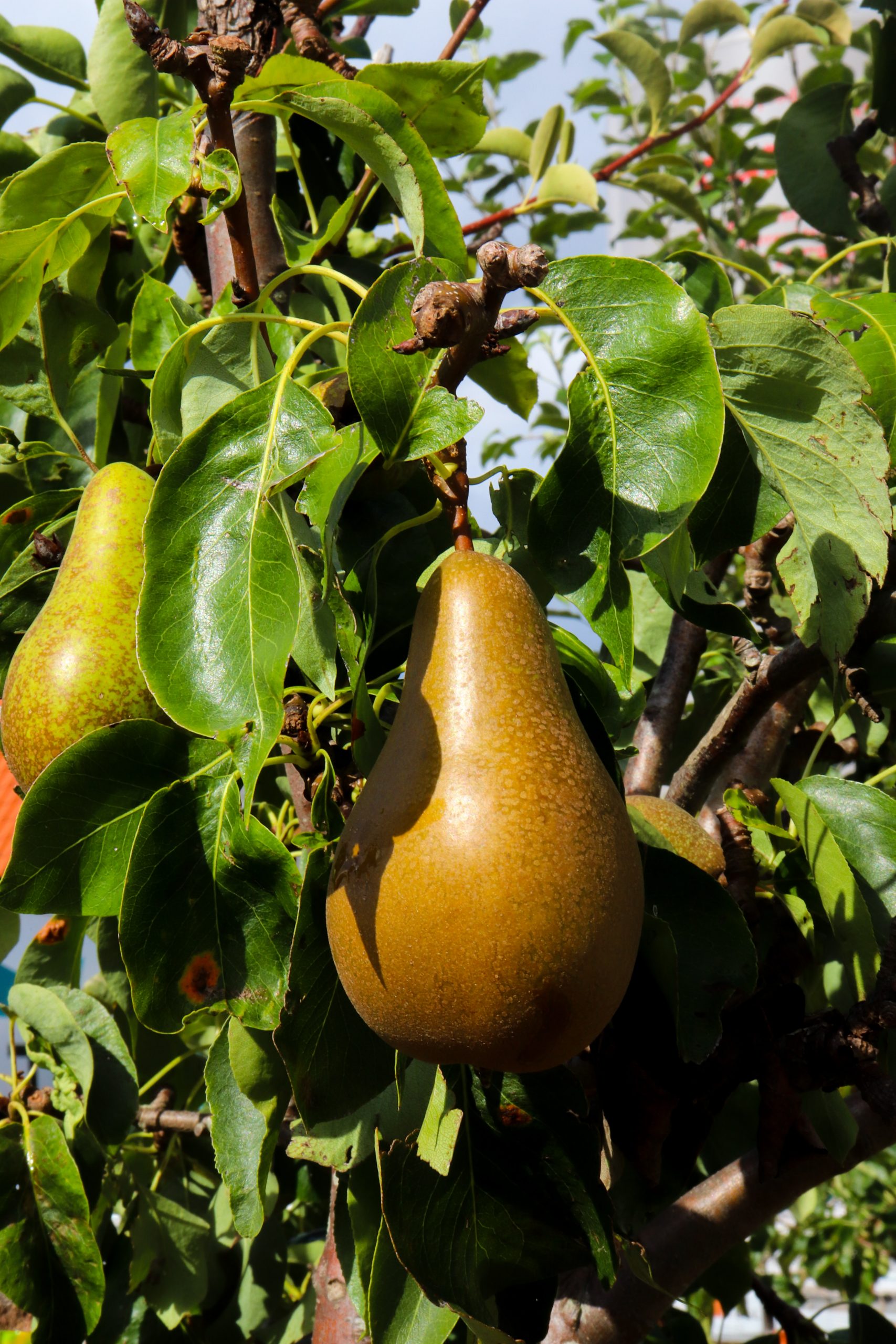 How Many Pears Does A Tree Produce?