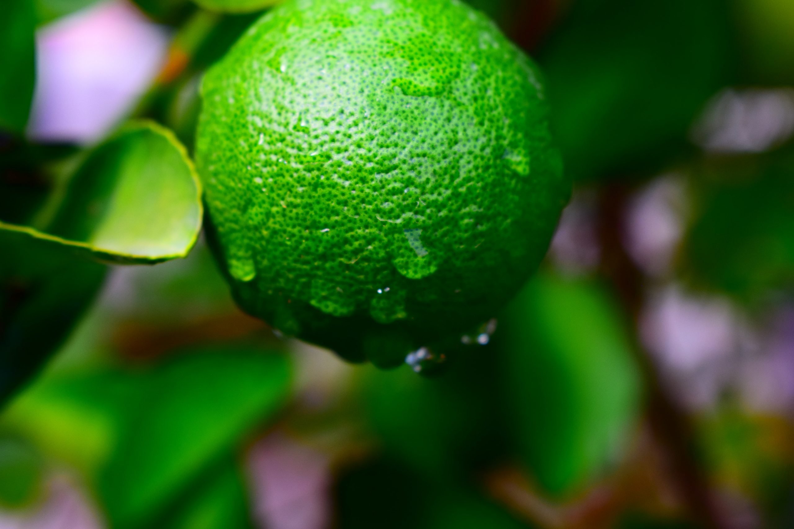 What Time Of The Year Do Limes Fruit?