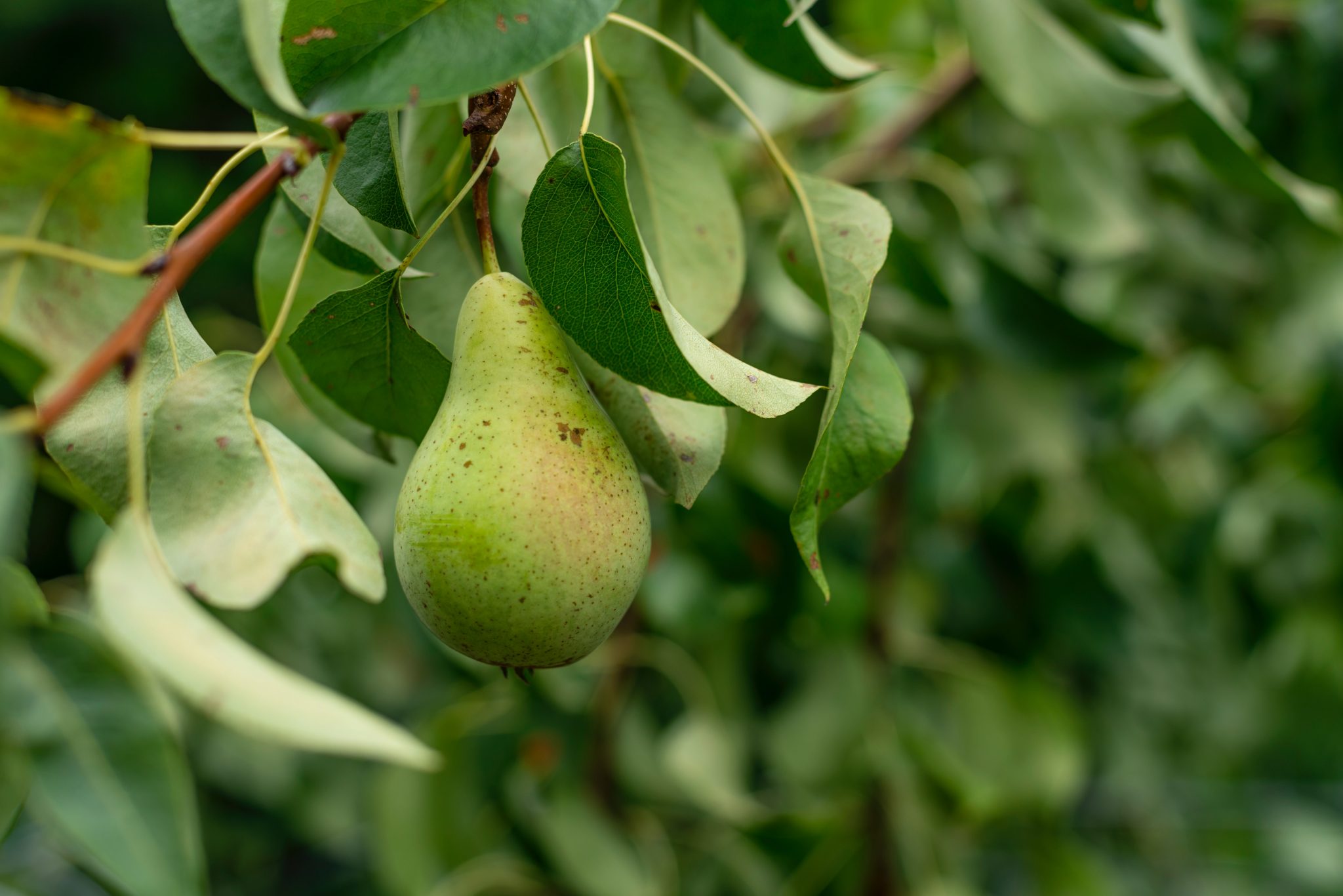» How Many Pears Does A Tree Produce?