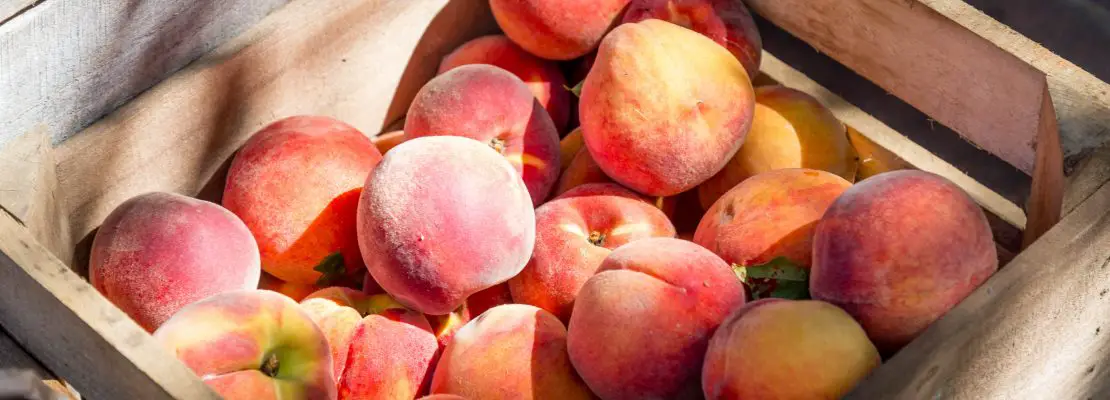 how-many-peaches-does-a-tree-produce-plan-your-patch