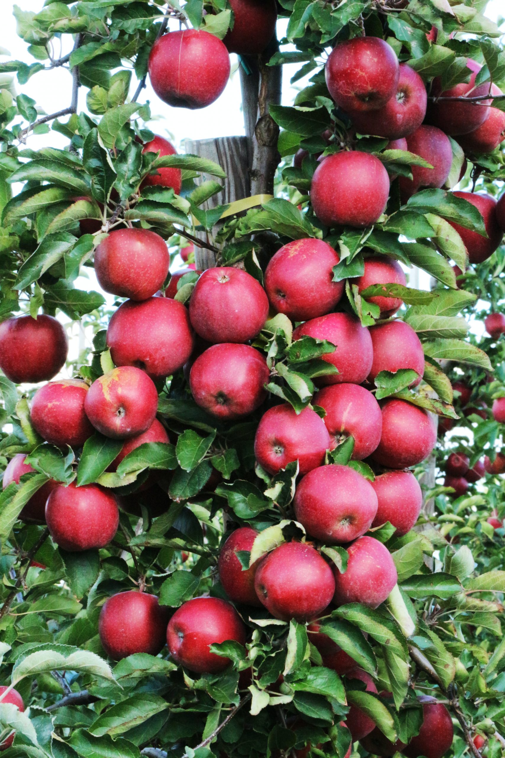 How Many Apples Does One Tree Produce?