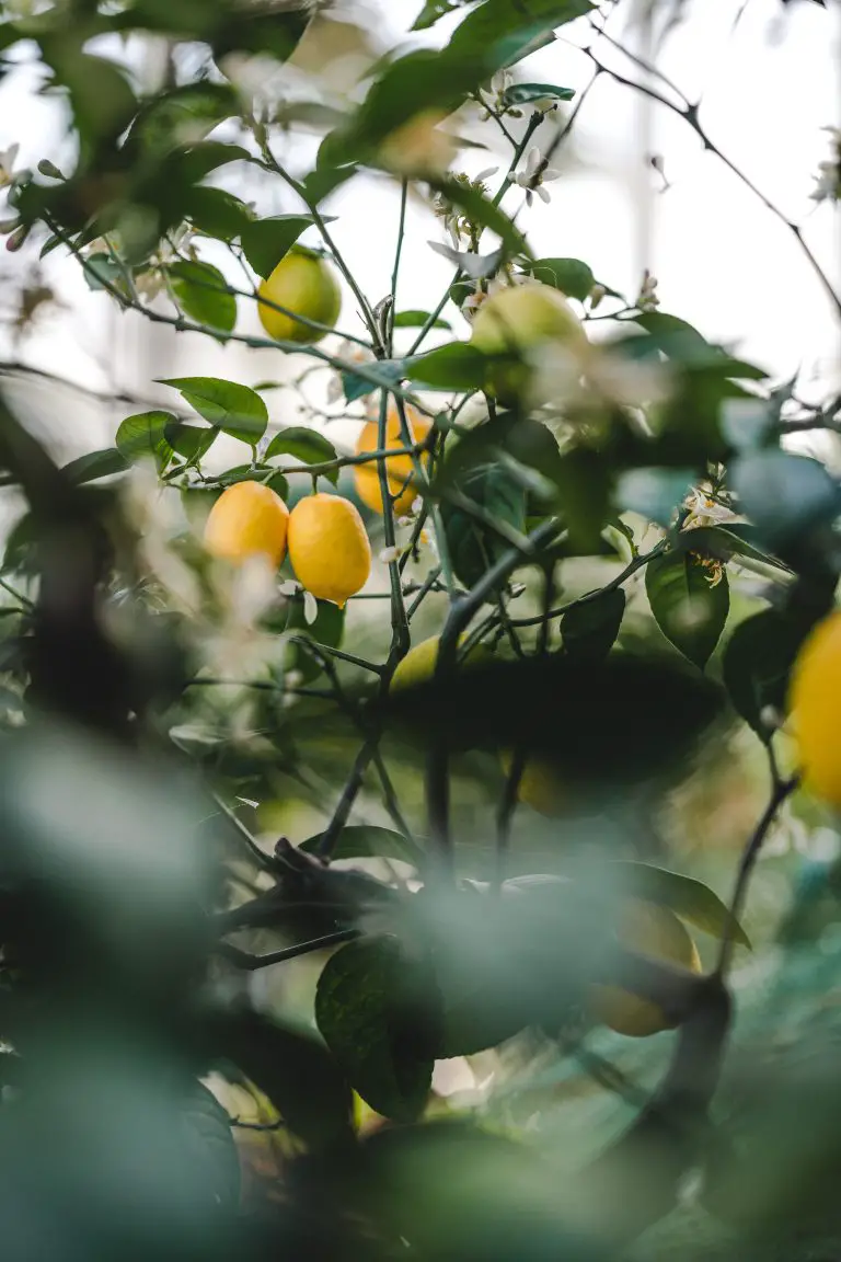 » How Much Fruit Does A Lemon Tree Produce?