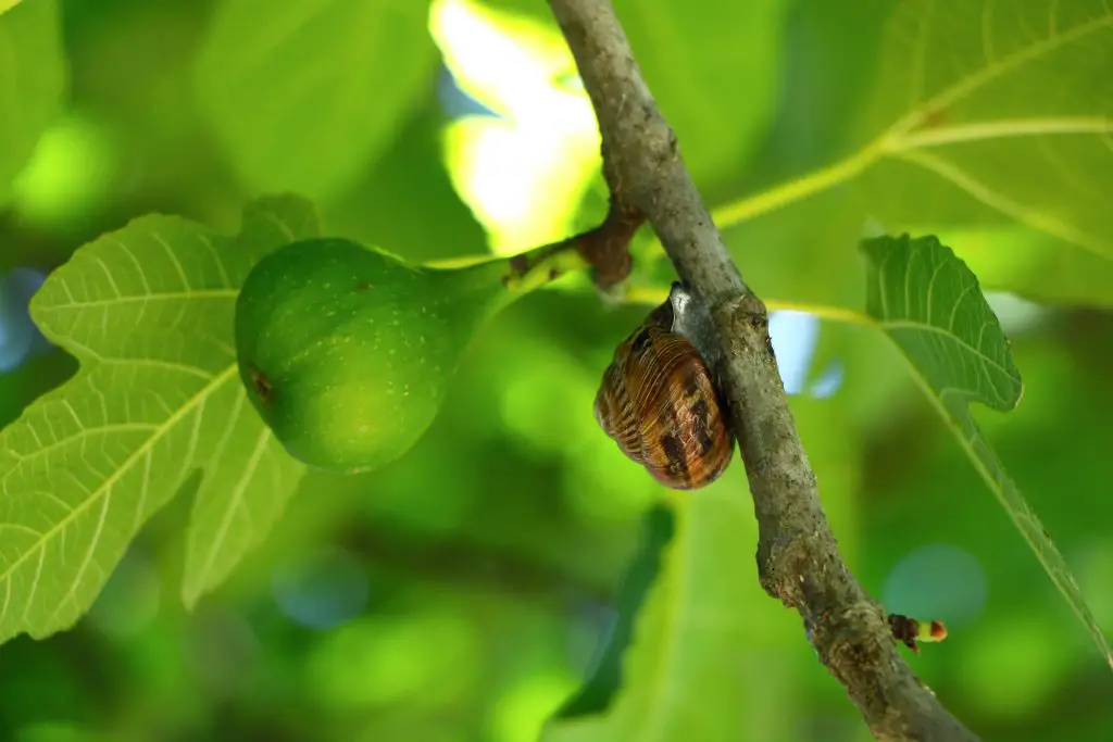 » How Many Figs Does A Tree Produce?