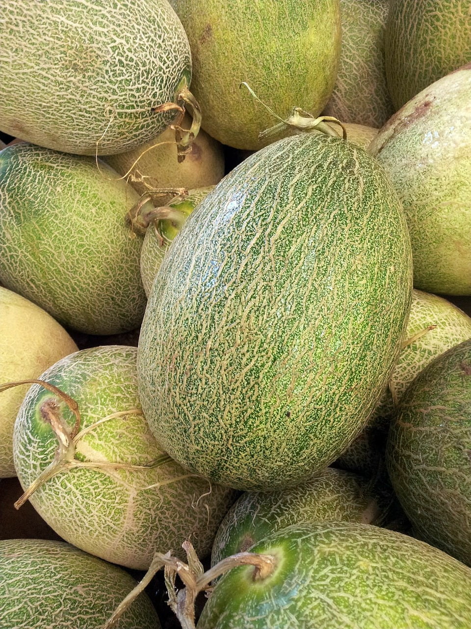 How Many Honeydew Melons Can A Plant Produce?