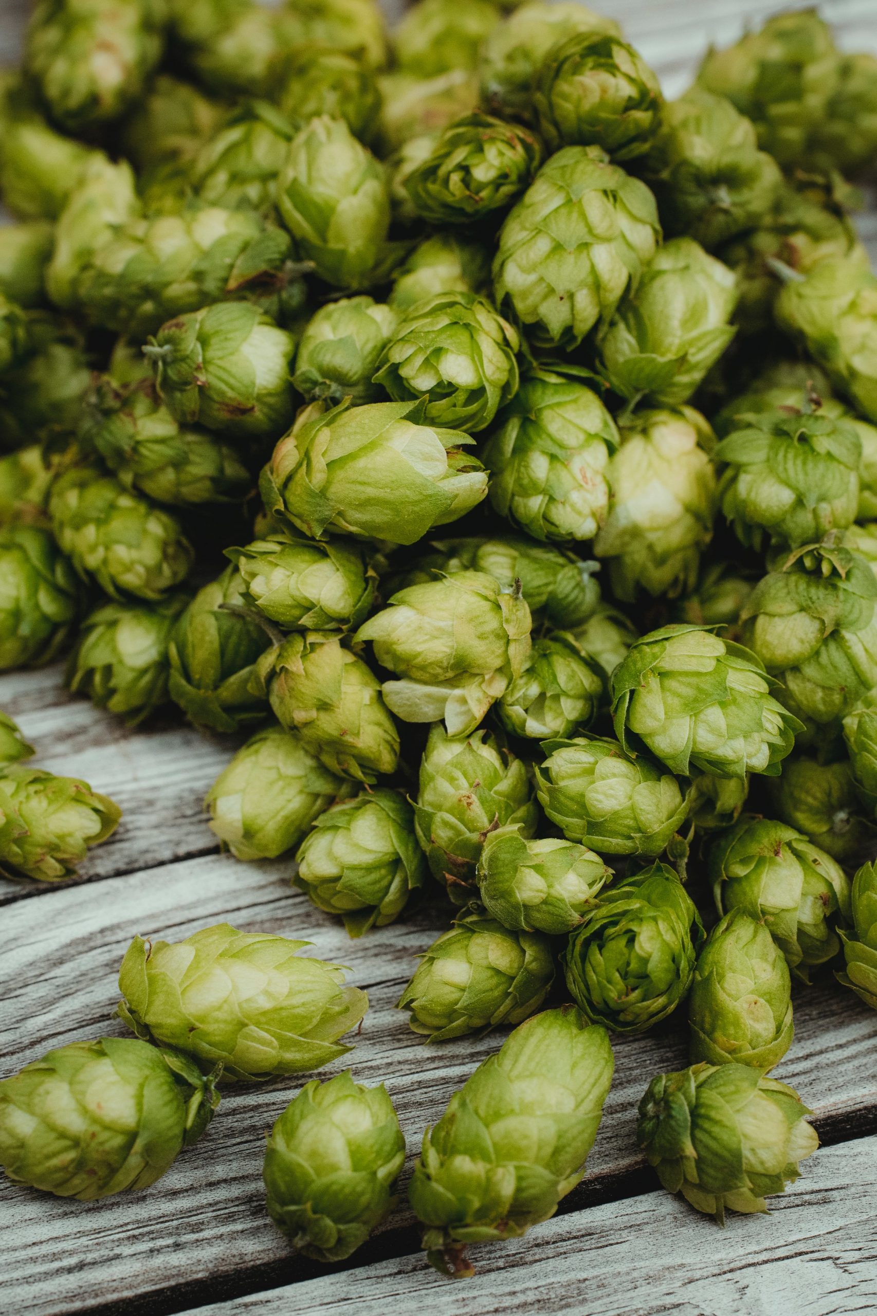 How Much Can You Harvest From One Hops Plant?