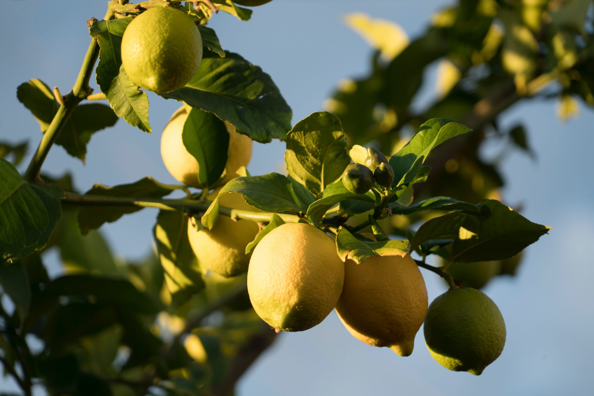 » How Much Fruit Does A Lemon Tree Produce?