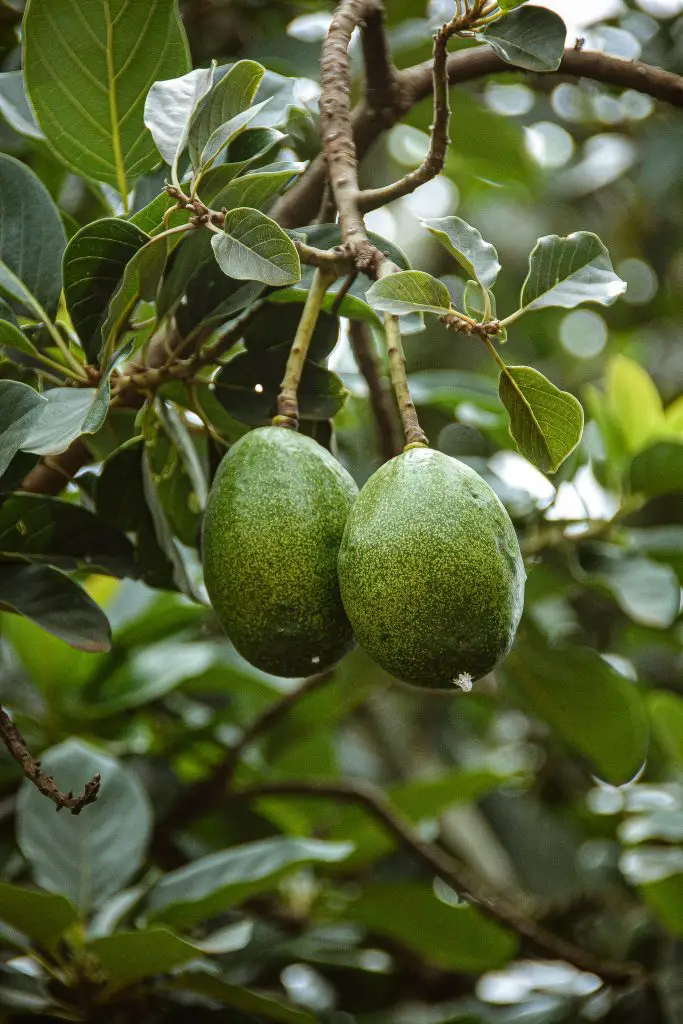 What Time Of Year Do Avocado Trees Bear Fruit? Plan Your Patch