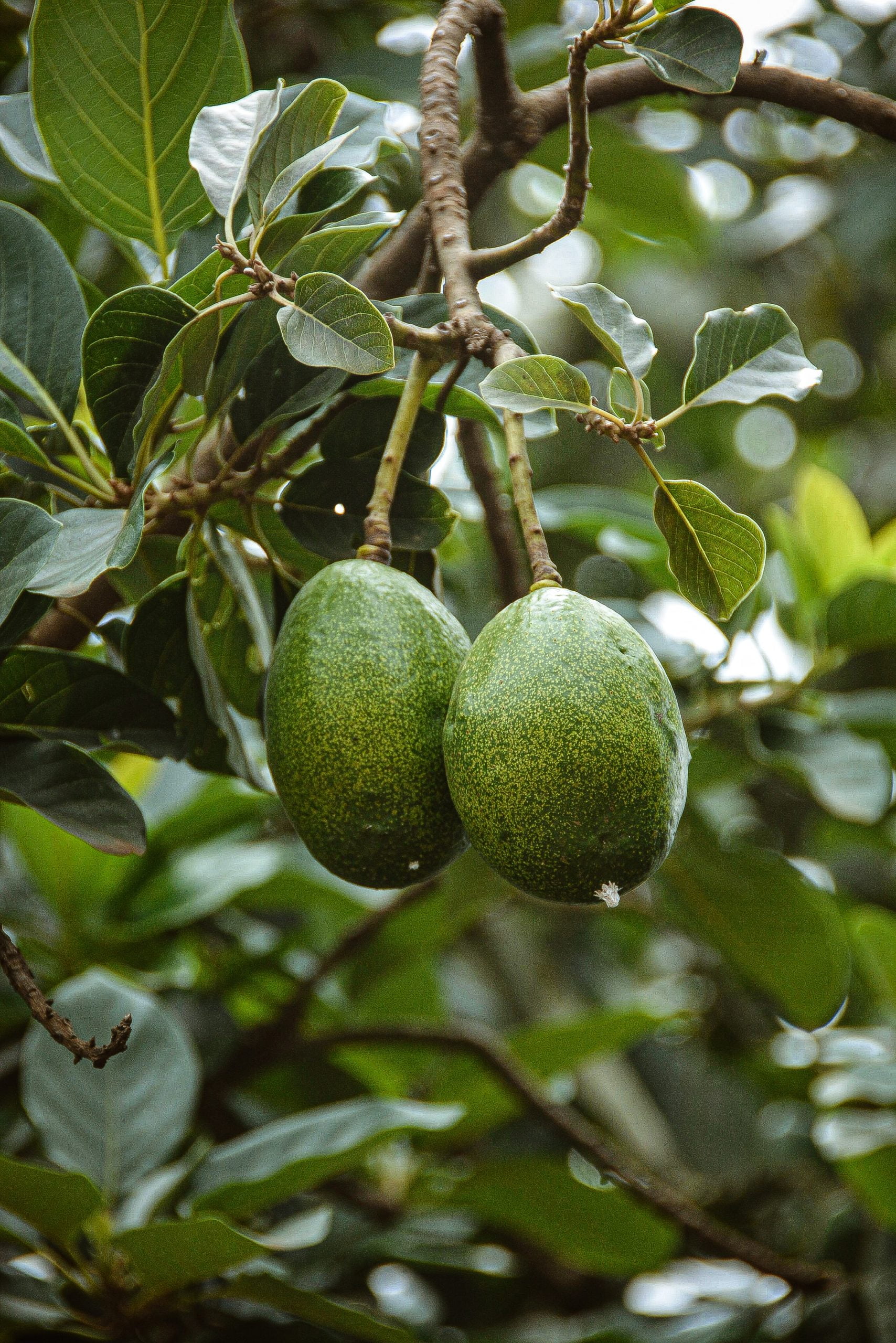 What Time Of Year Do Avocado Trees Bear Fruit?