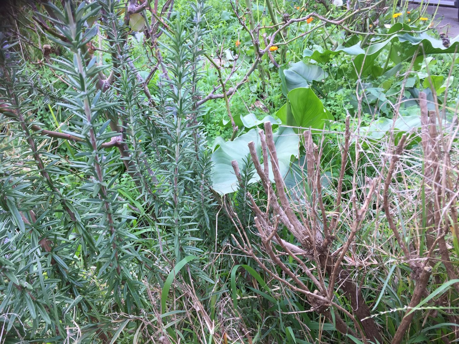 » Can Rosemary Be Cut Right Back?