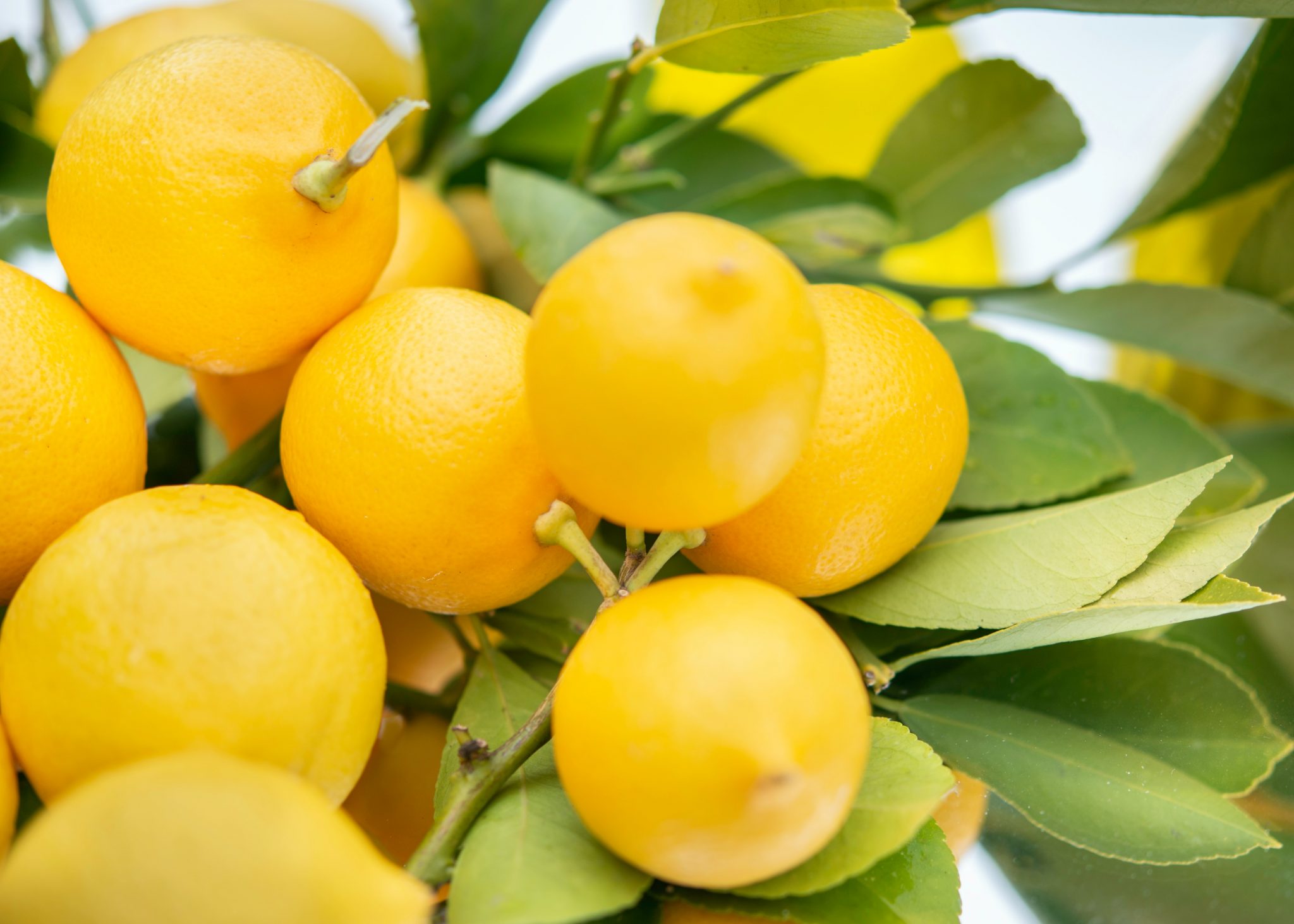 can-i-leave-my-lemon-tree-outside-in-winter