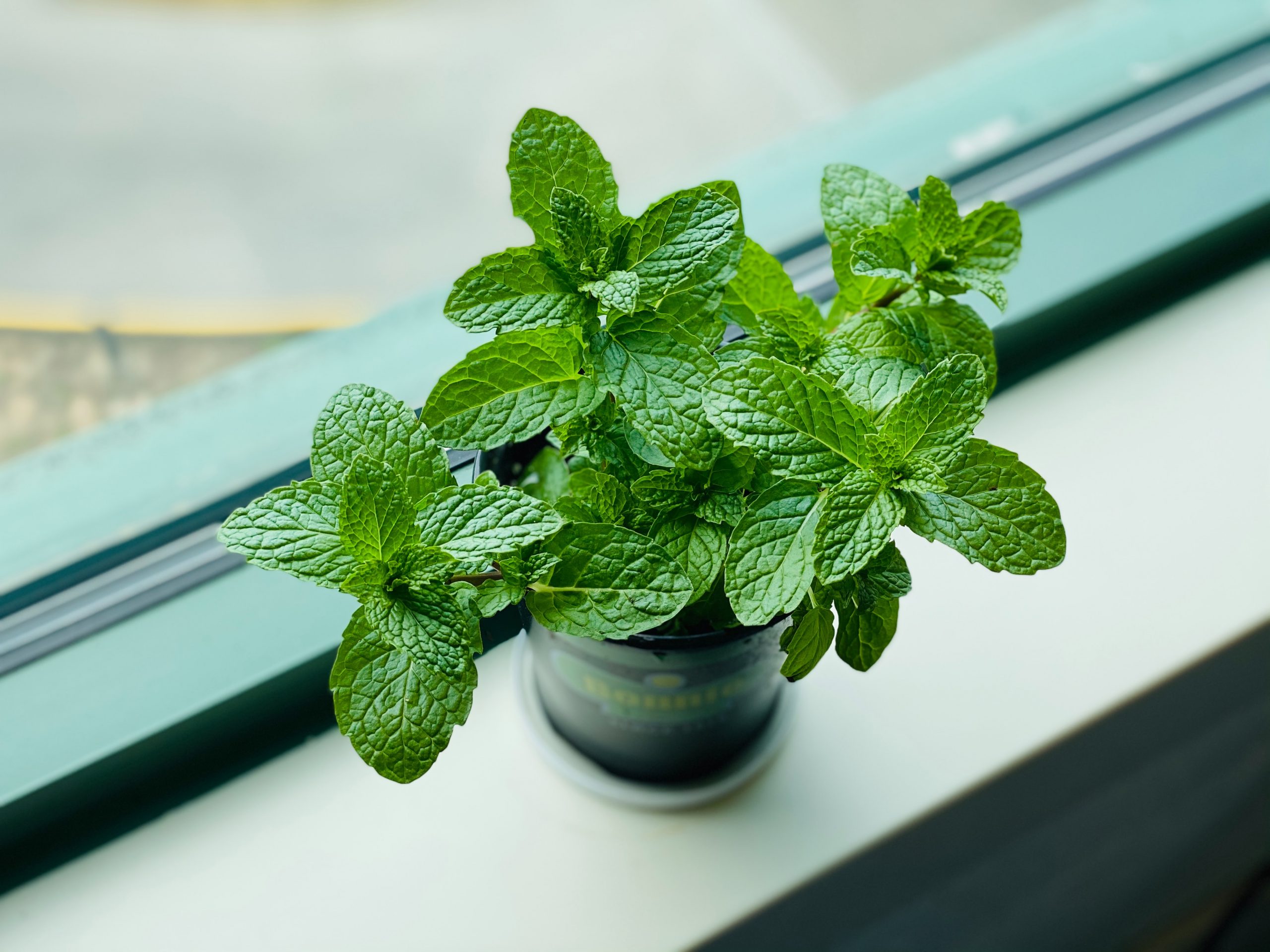 Can You Grow Mint From Grocery Store Cuttings?