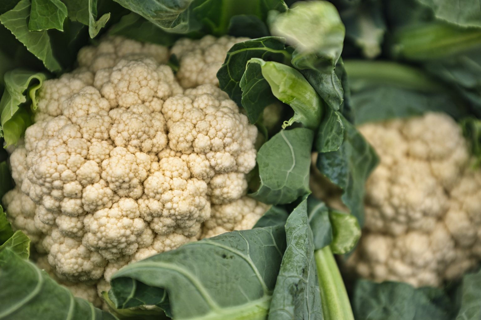 » How Many Cauliflowers Do You Get From One Plant?