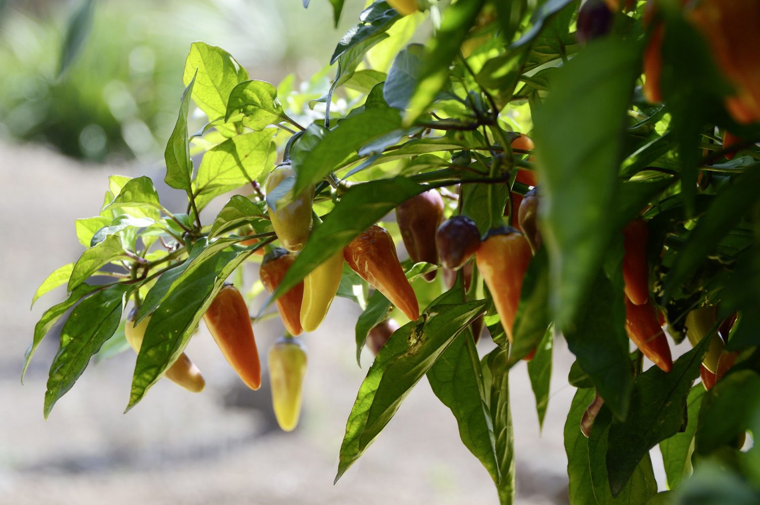 do-jalapenos-get-hotter-when-they-turn-red