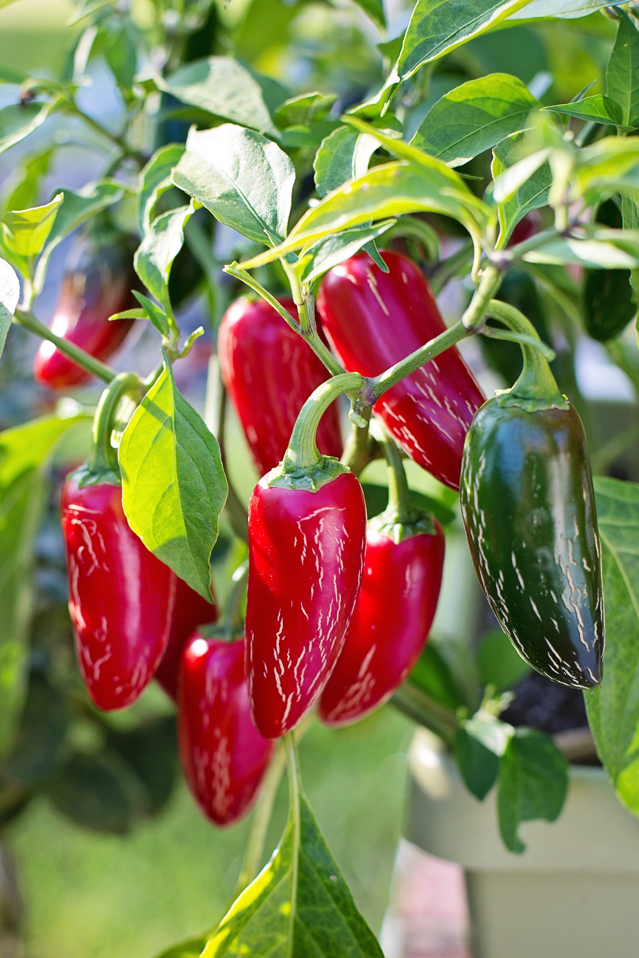 Do Jalapenos Get Hotter When They Turn Red?