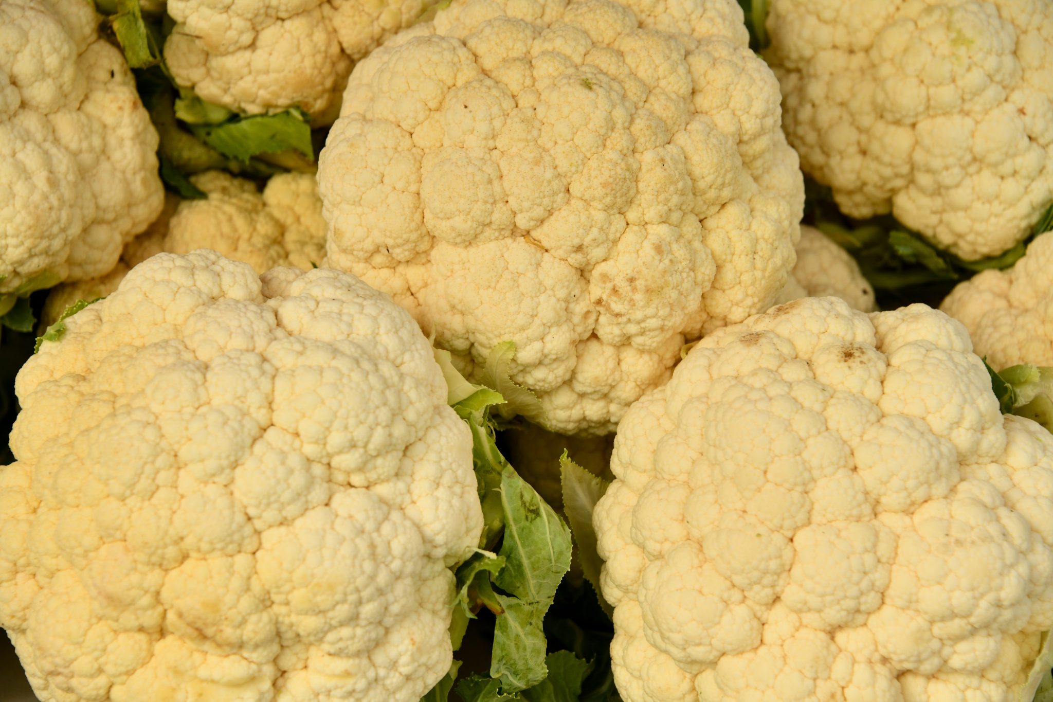 » How Many Cauliflowers Do You Get From One Plant?