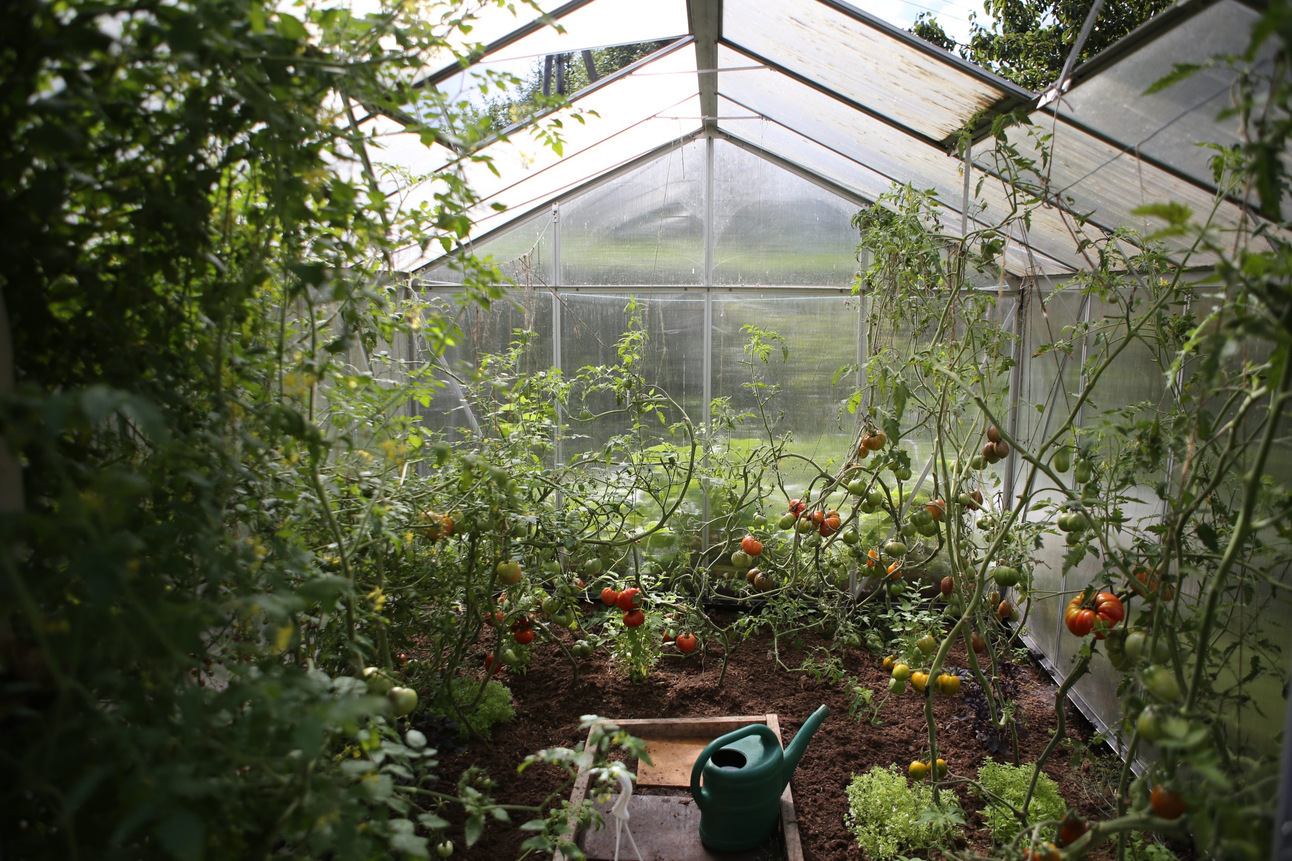 How Good Are Polycarbonate Greenhouses? Are They Really Worth Buying?