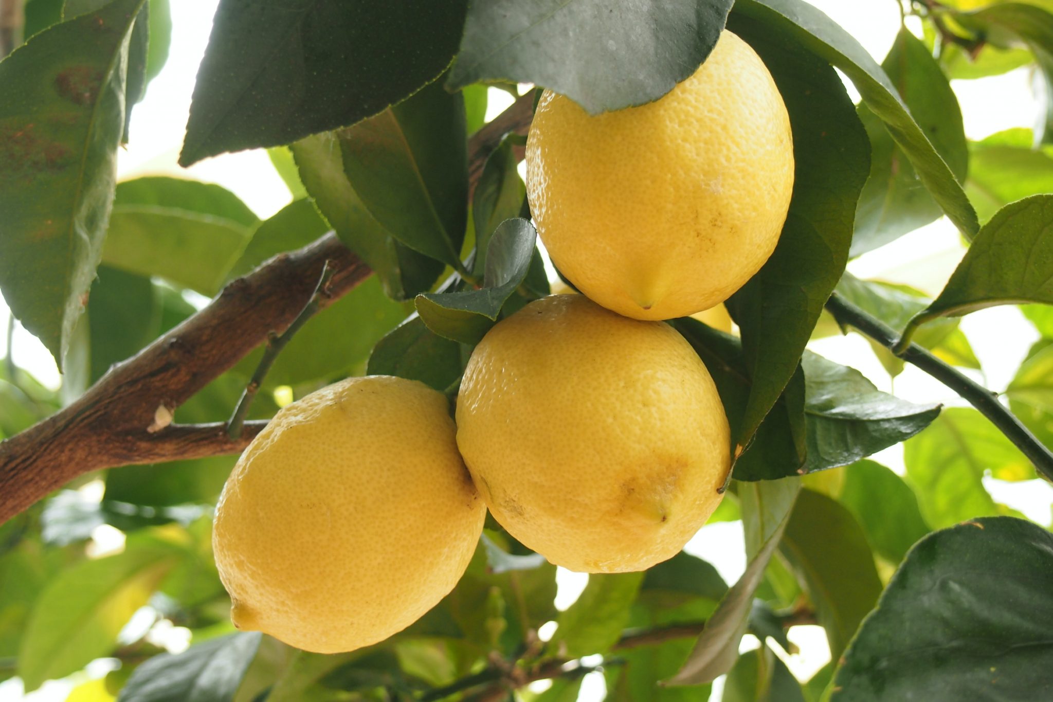 » What Is The Lowest Temperature A Meyer Lemon Tree Can Tolerate?