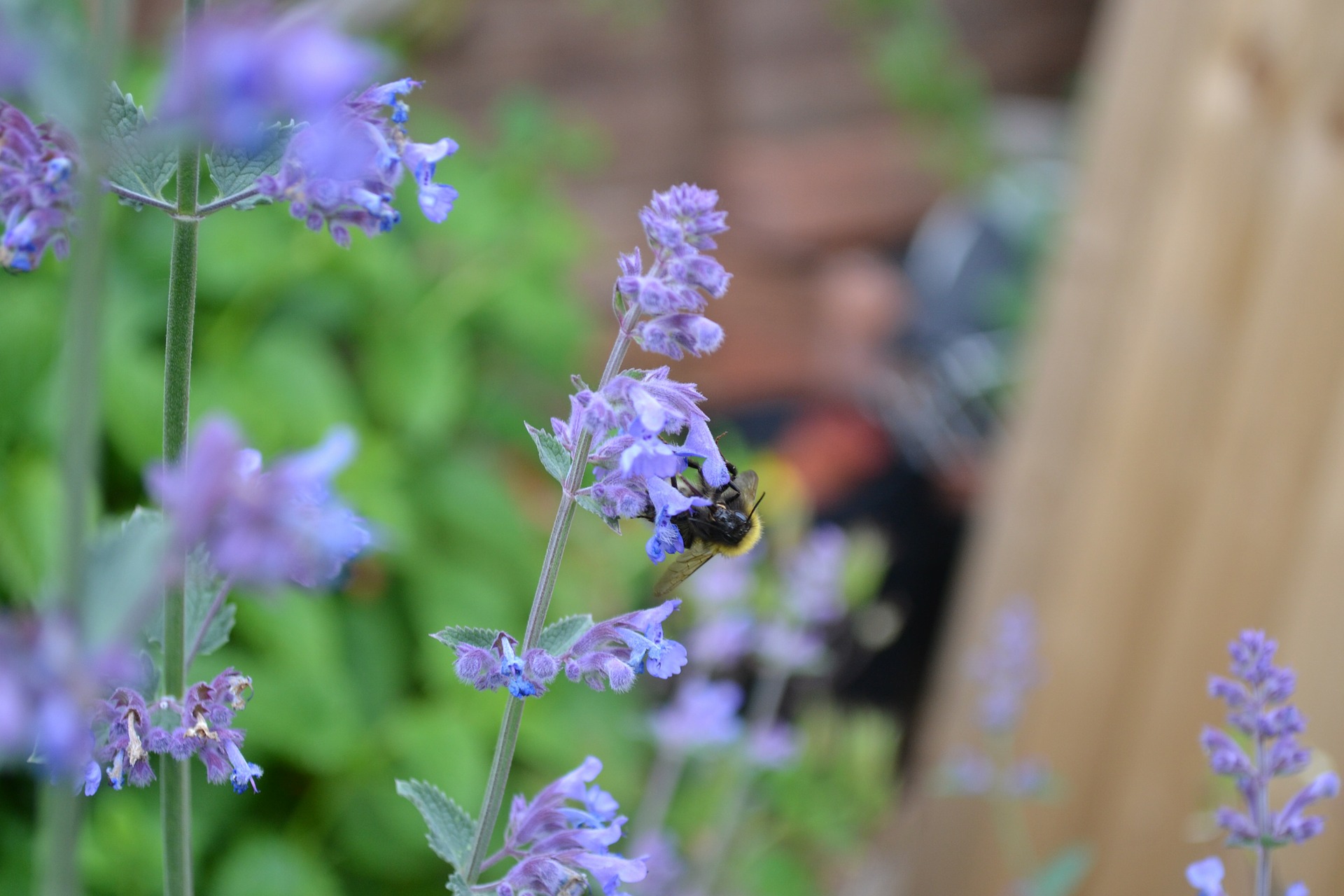 Is Catmint Invasive? Will I Regret Planting It?