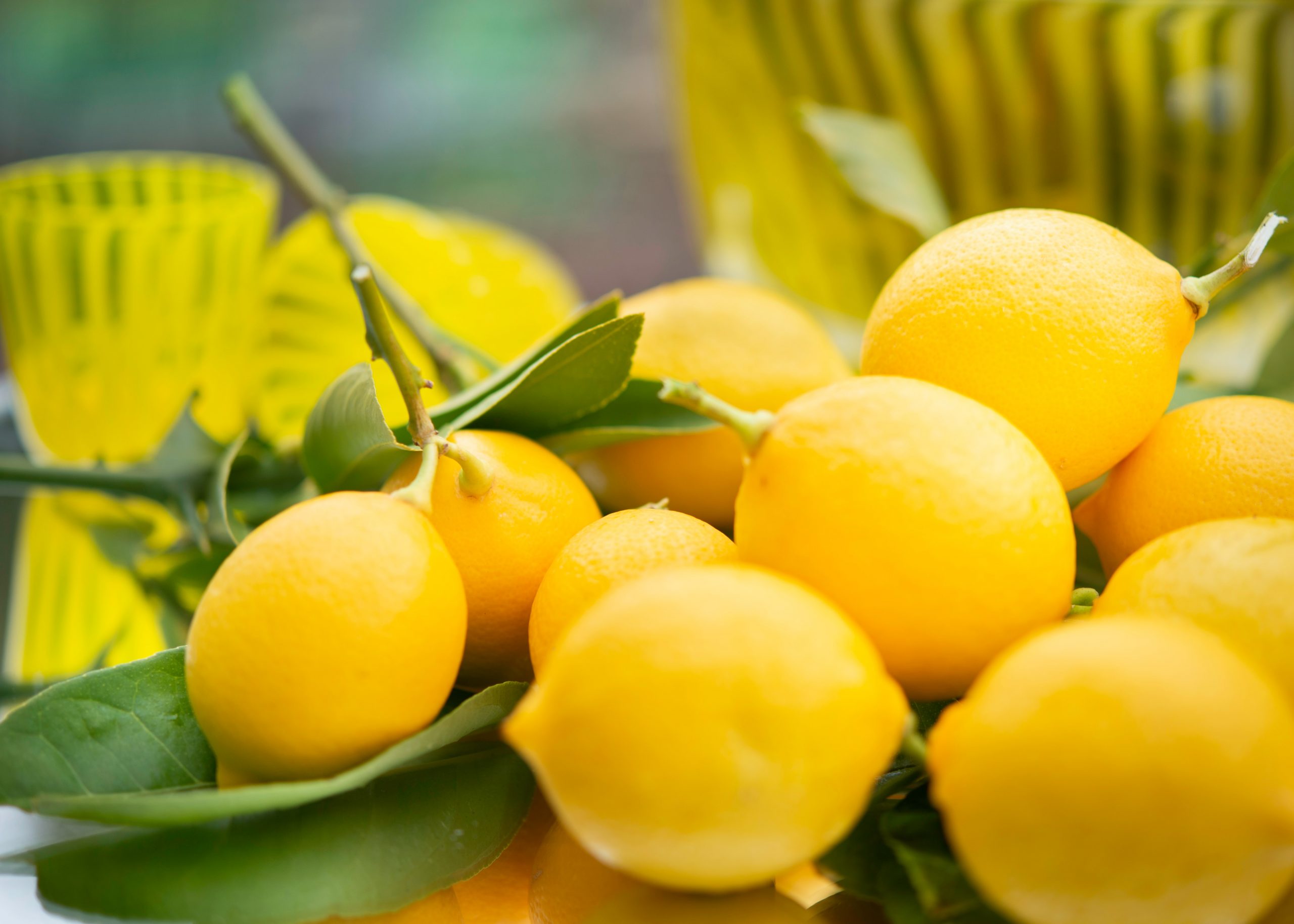 What Is The Lowest Temperature A Meyer Lemon Tree Can Tolerate?