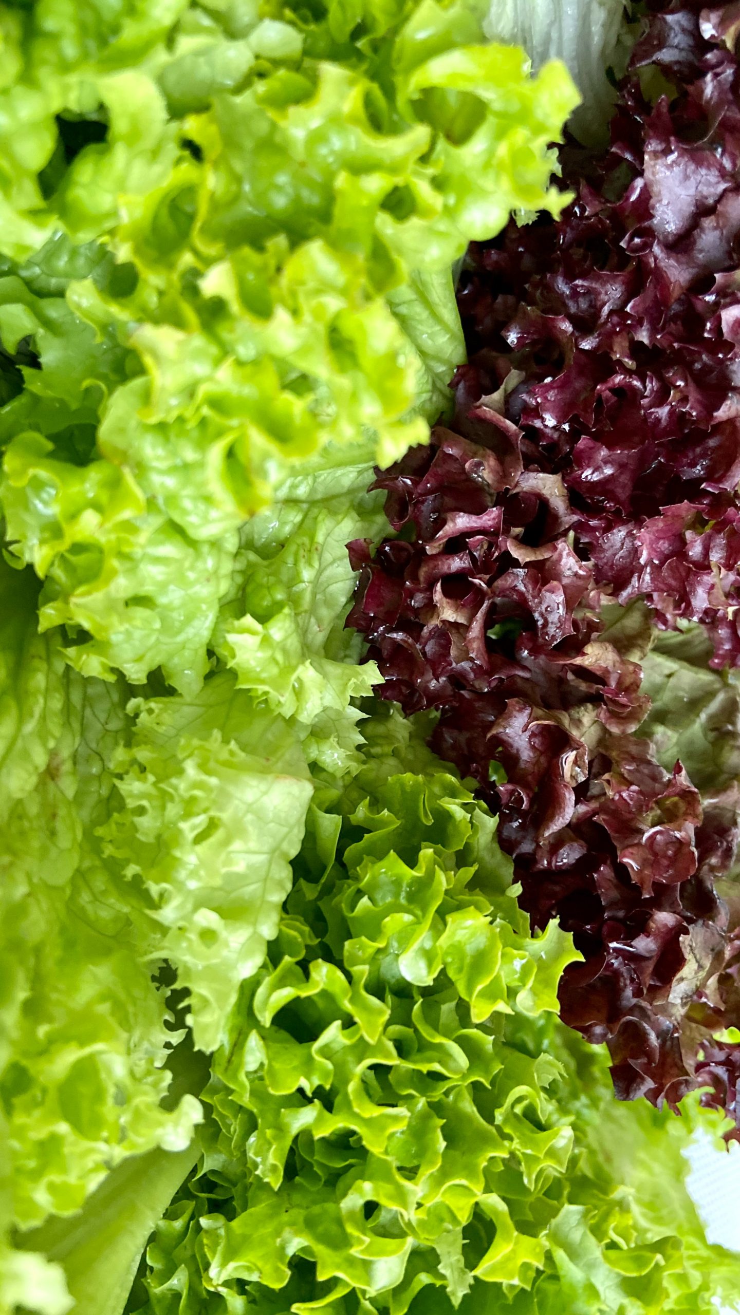 How Many Times Can You Harvest Lettuce? (It’s More Than You Think)