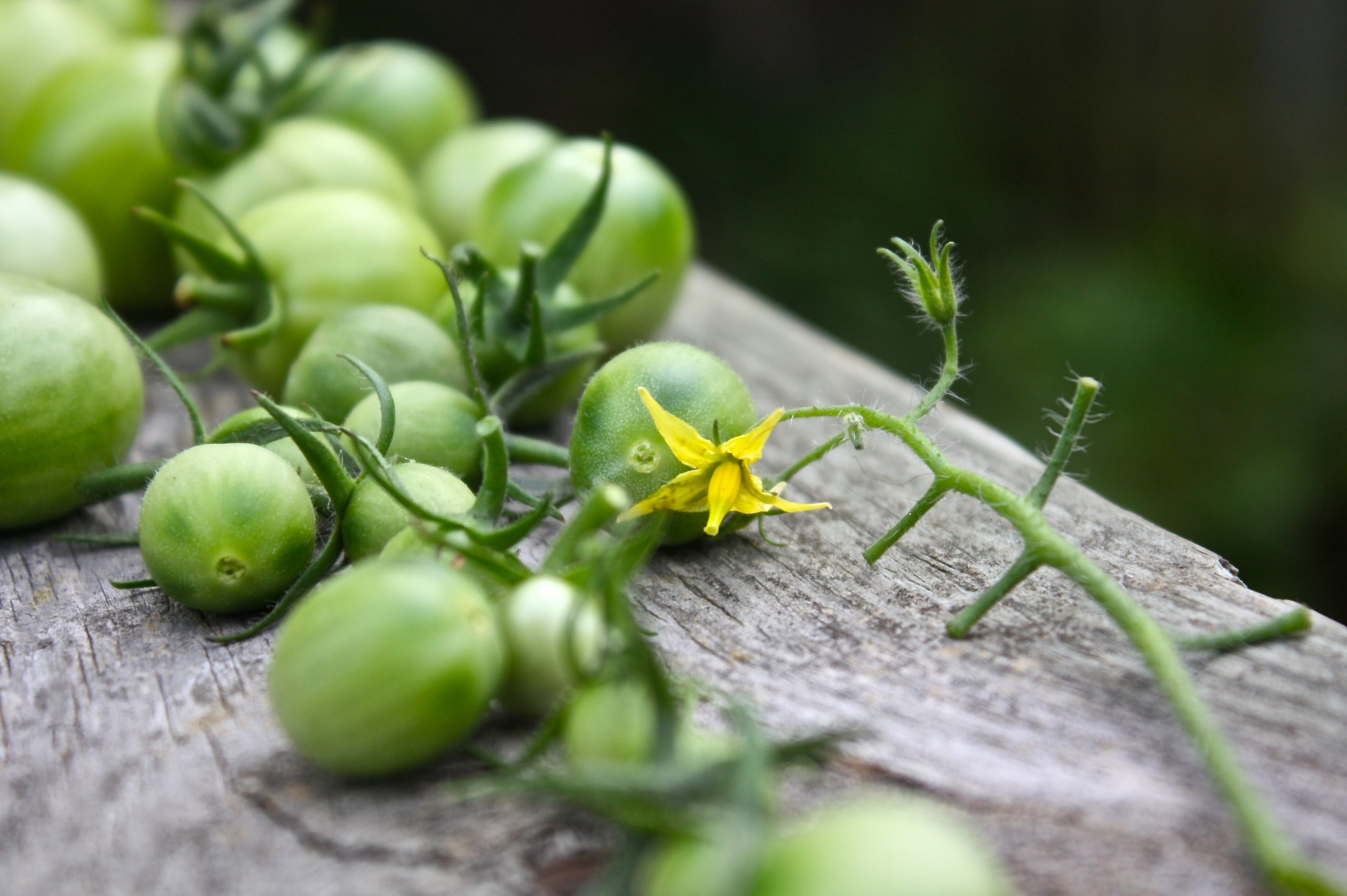 How Can You Tell If A Tomato Flower Is Male Or Female? And How To Hand Pollinate Them.