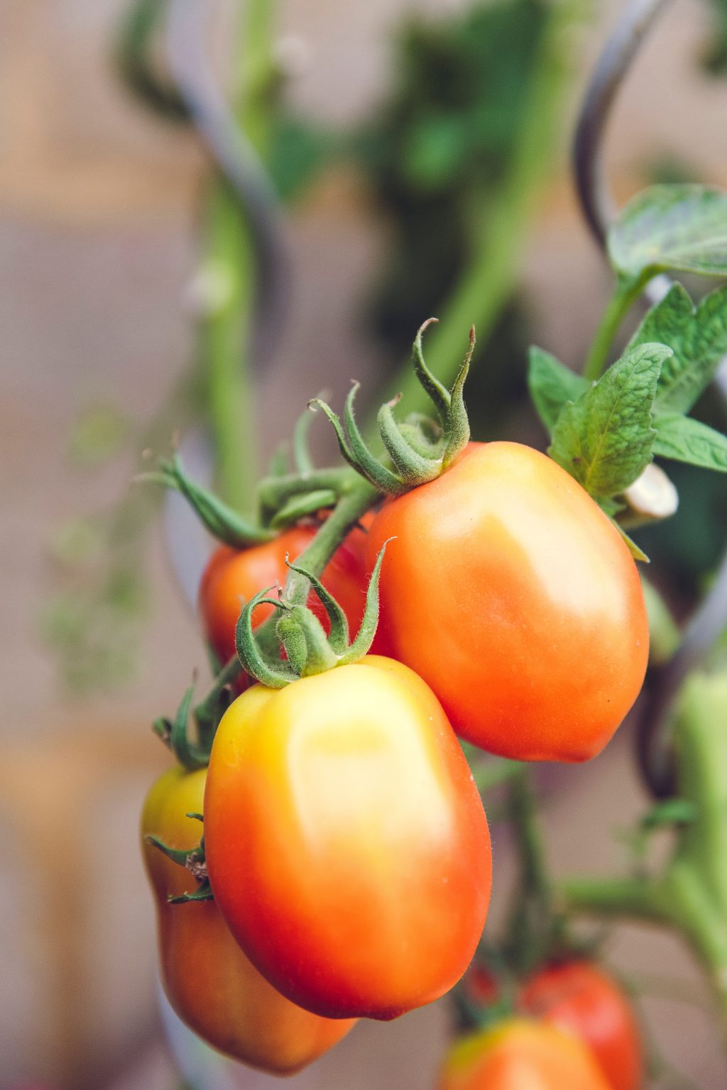 » Is It Too Late To Plant Tomatoes? And How To Make The Most Of Summer