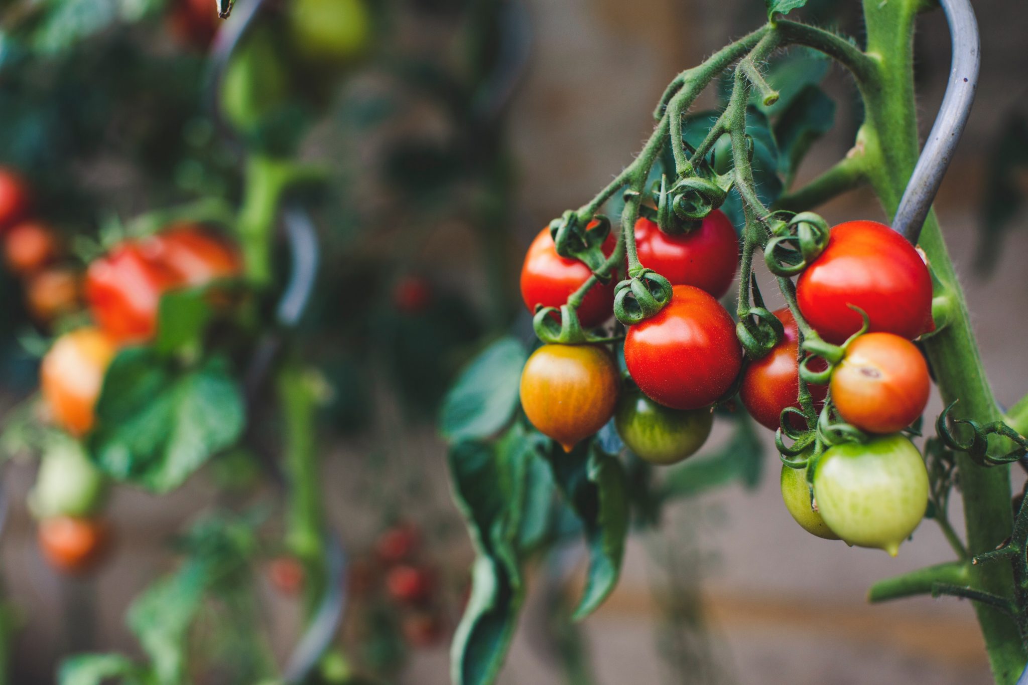 » Is It Too Late To Plant Tomatoes? And How To Make The Most Of Summer
