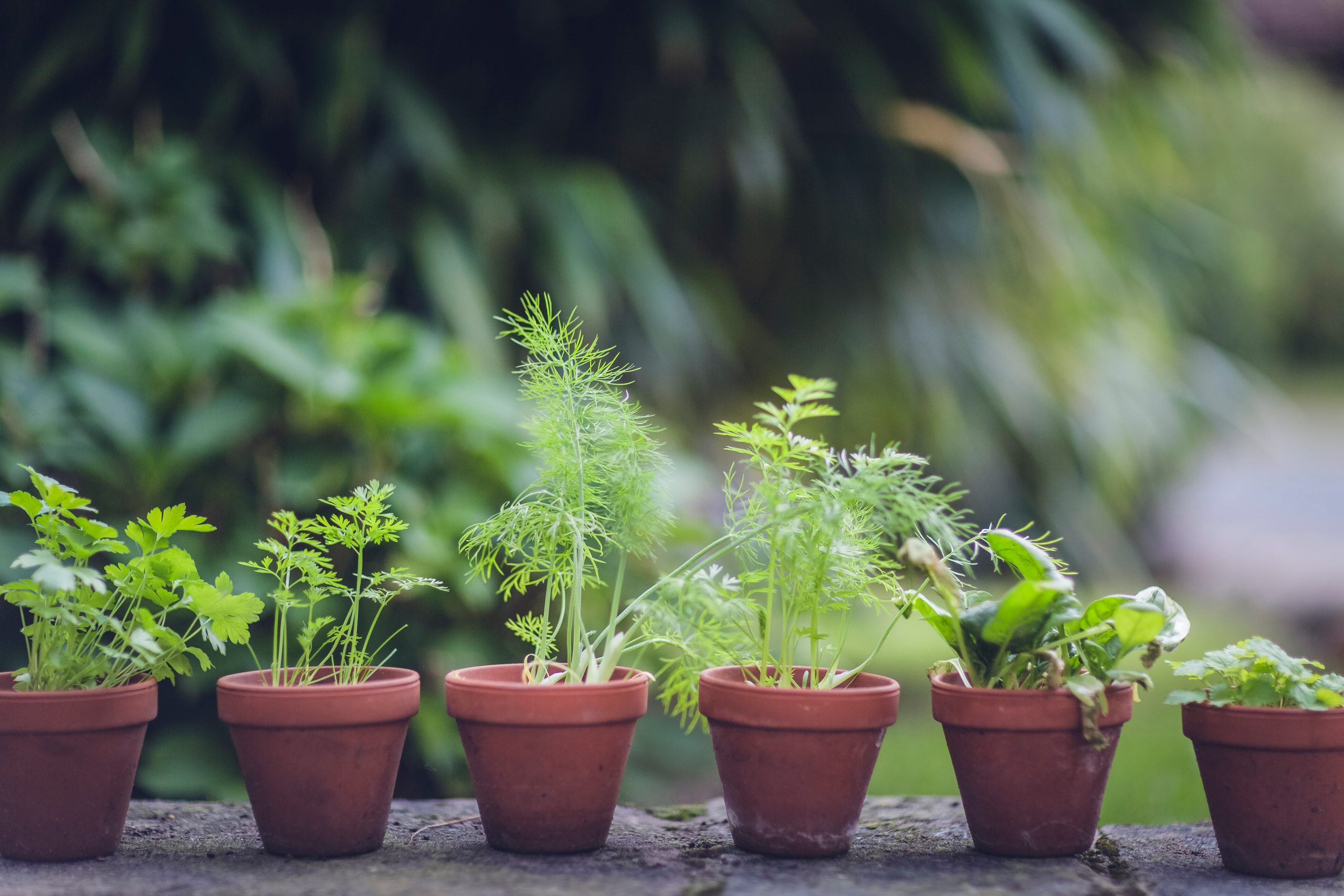 Why Do Supermarket Herb Plants Die? And How To Keep Them Alive?