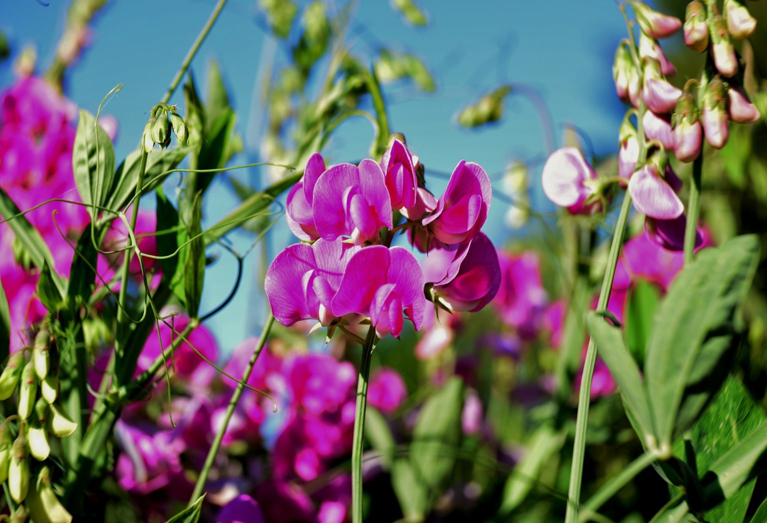 » What’s The Difference Between Sweet Peas And Green Peas? (What You Need To Know)