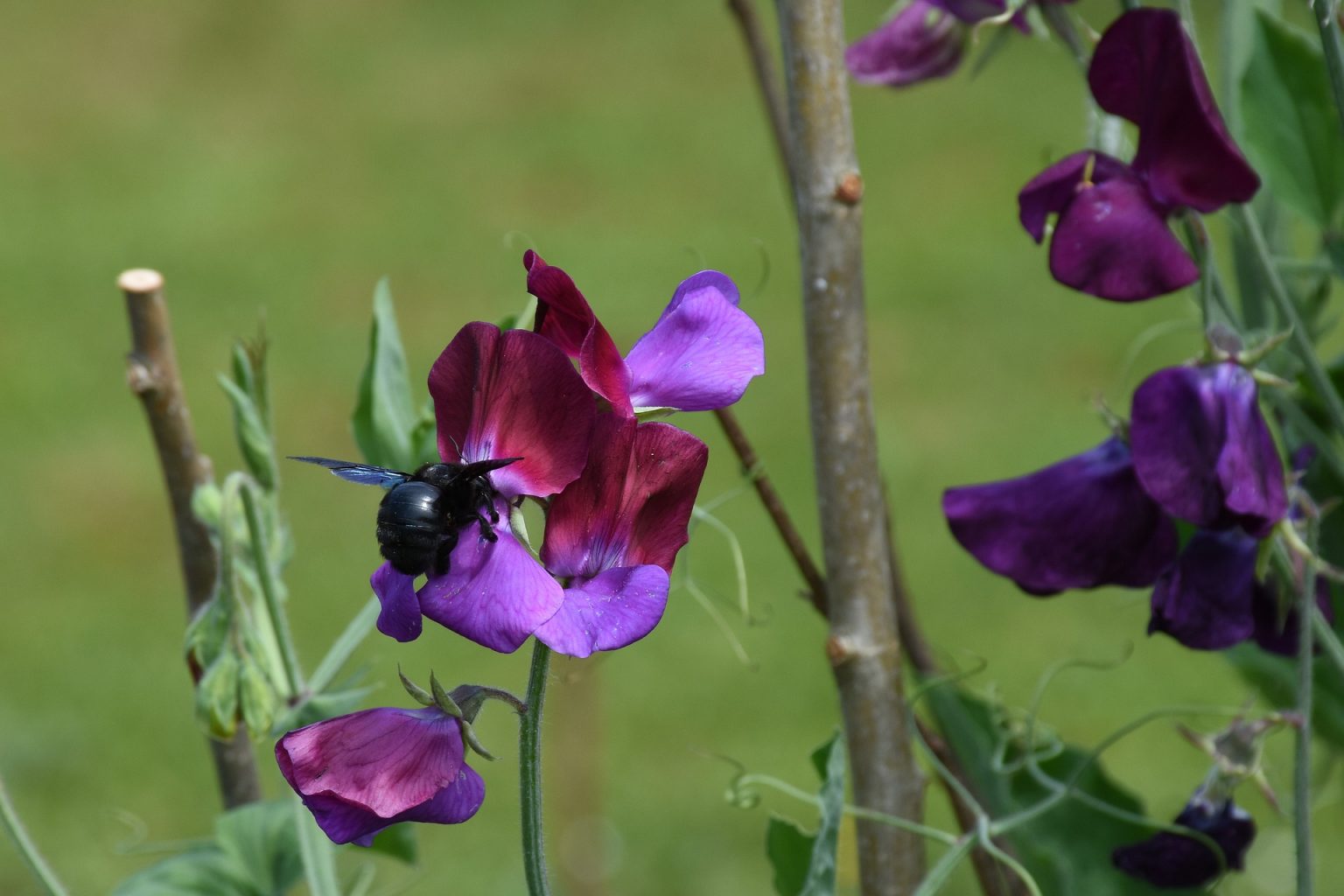 » What’s The Difference Between Sweet Peas And Green Peas? (What You ...