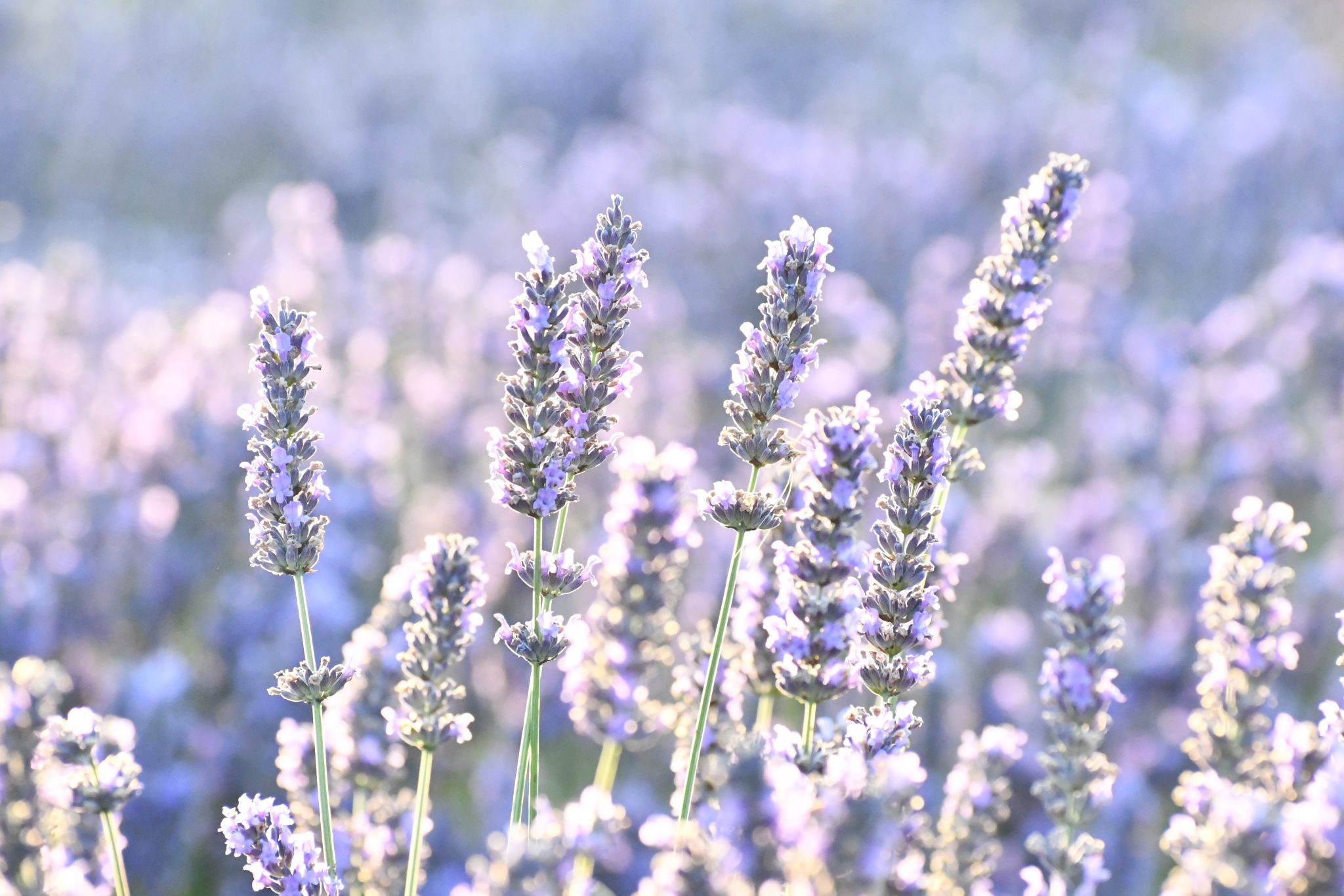 » What Is The Difference Between Lavender And Rosemary? And How To Tell Them Apart