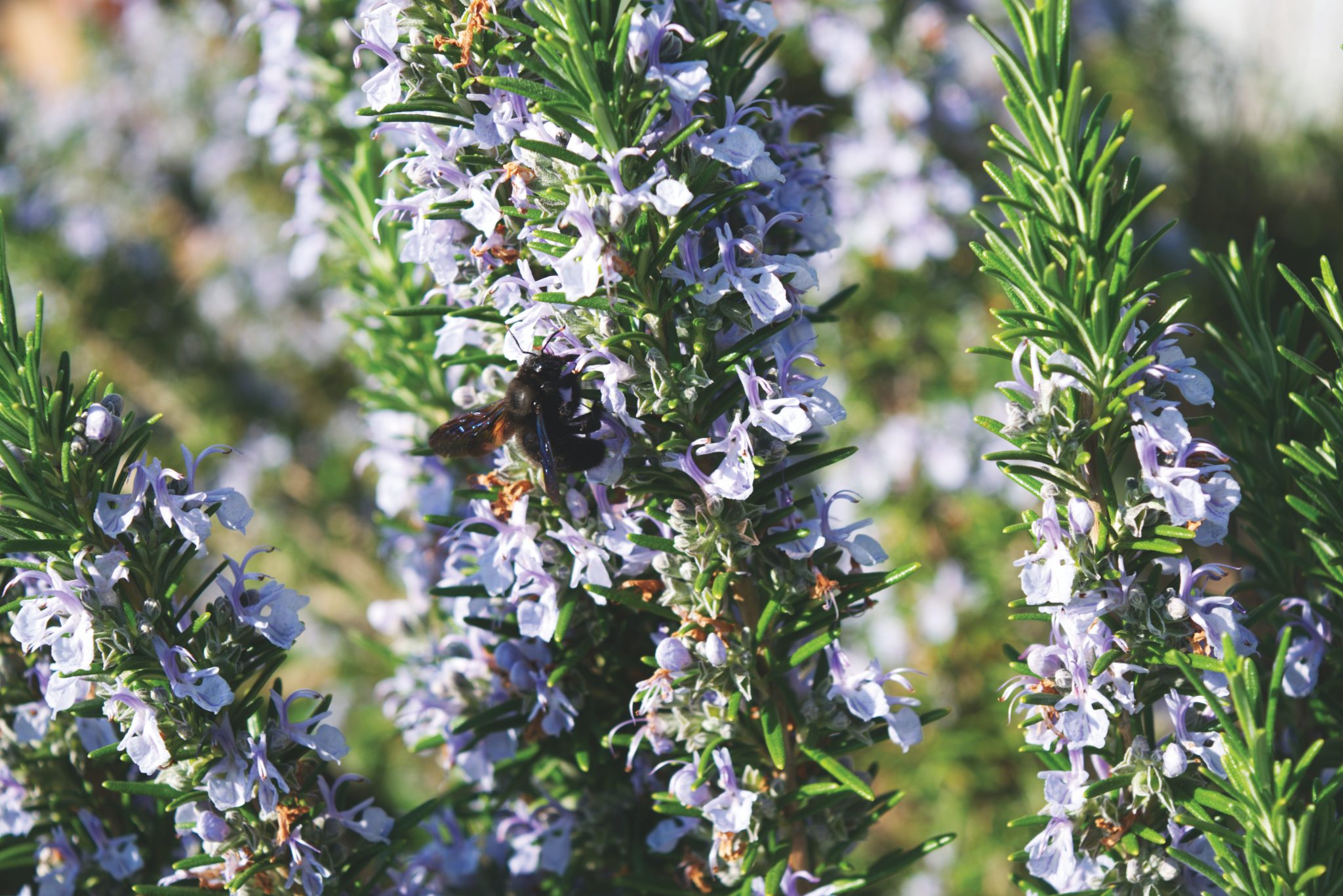» What Is The Difference Between Lavender And Rosemary? And How To Tell
