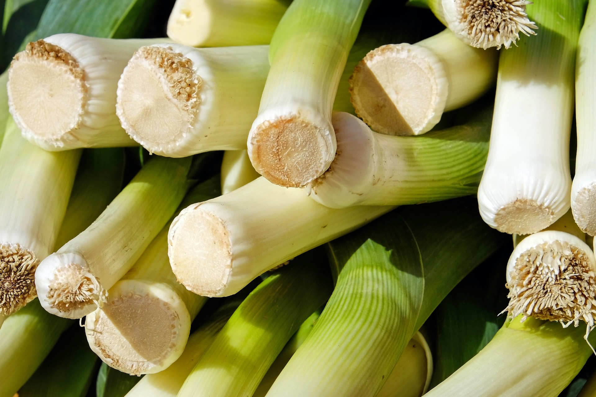 Can You Plant Leeks In Clumps?