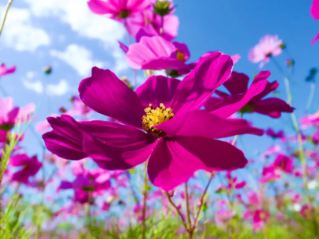 cosmos seedlings leggy