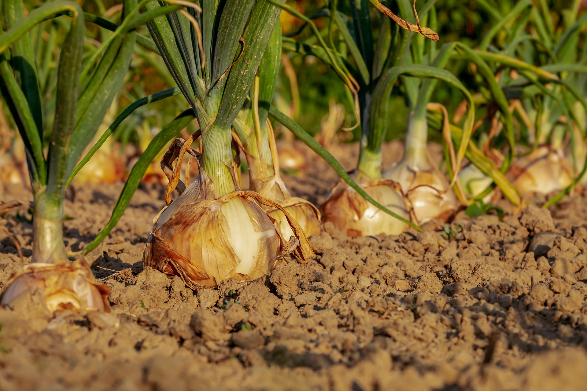 Do Onions Grow Underground? What Is Normal?