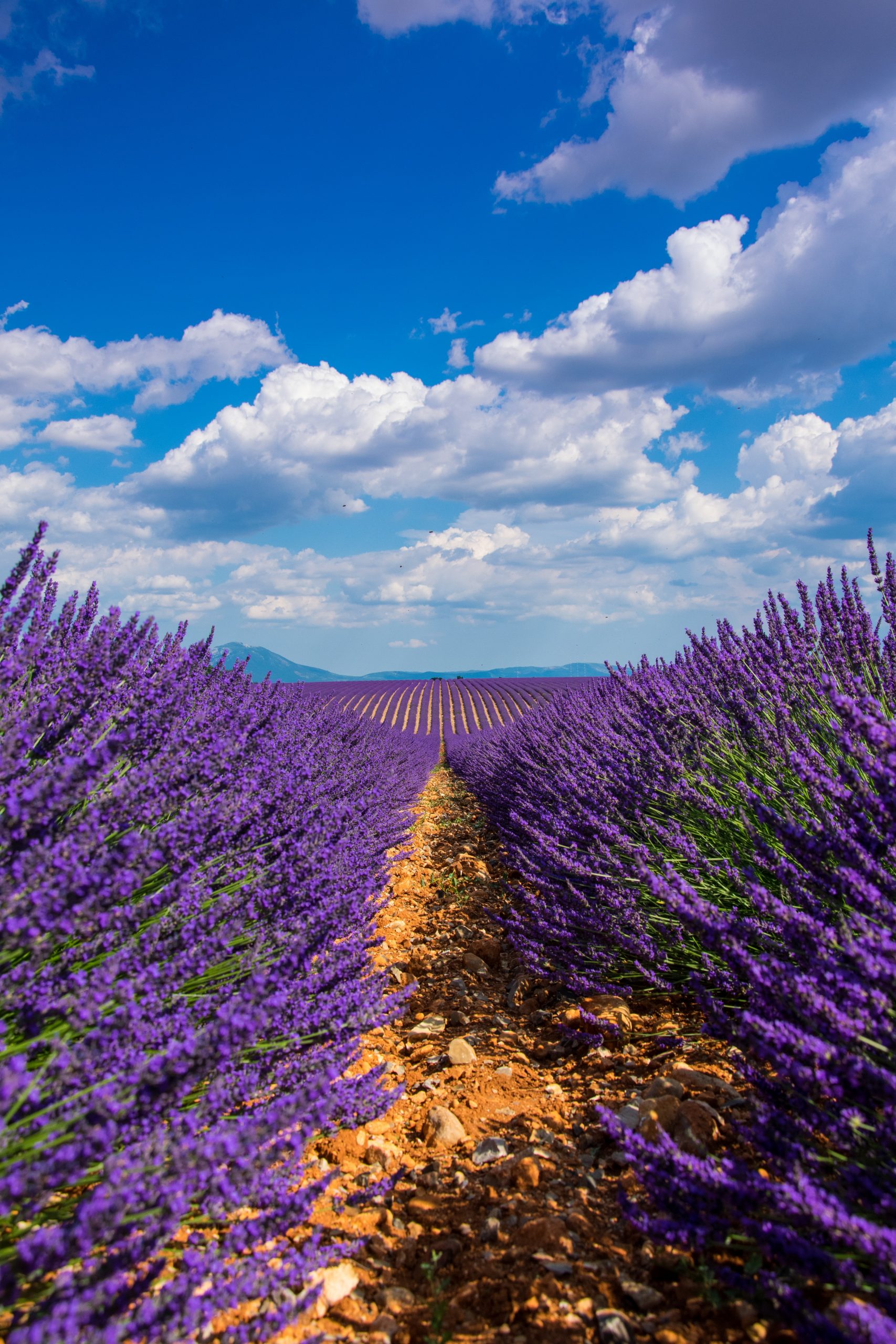 What Is The Difference Between Lavender And Rosemary? And How To Tell Them Apart
