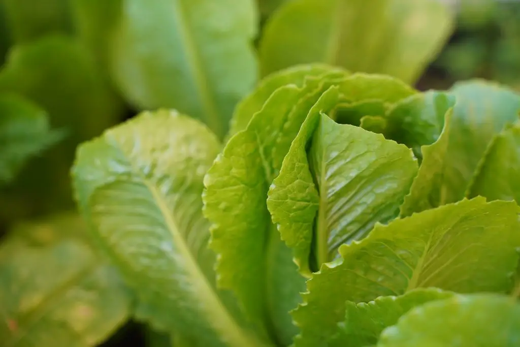 Can You Harvest Romaine Lettuce More Than Once?