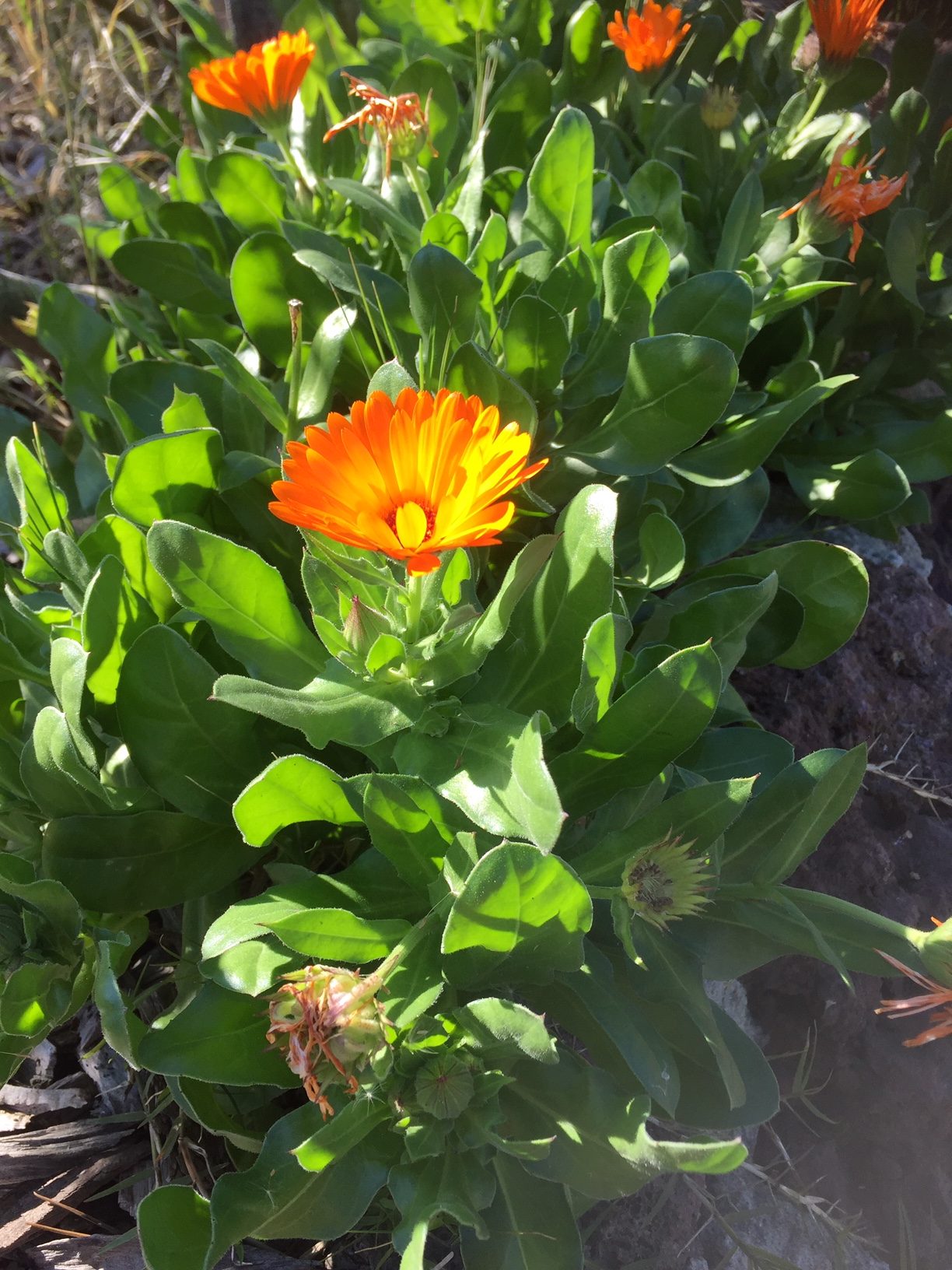 » Are Calendula And Marigold The Same Thing? (How Do You Tell The Difference?)