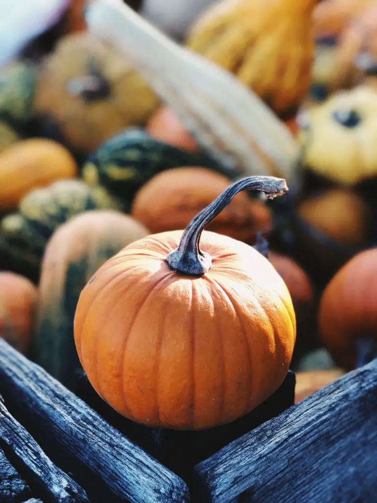 Can Pumpkin Be Grown In A Pot? (And Here Is How To Do It)