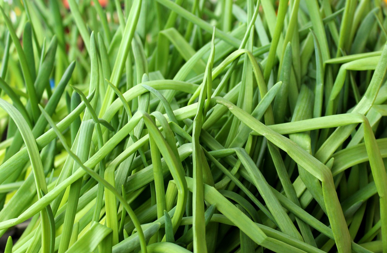 How To Grow Chives From Cuttings? Is It Possible?