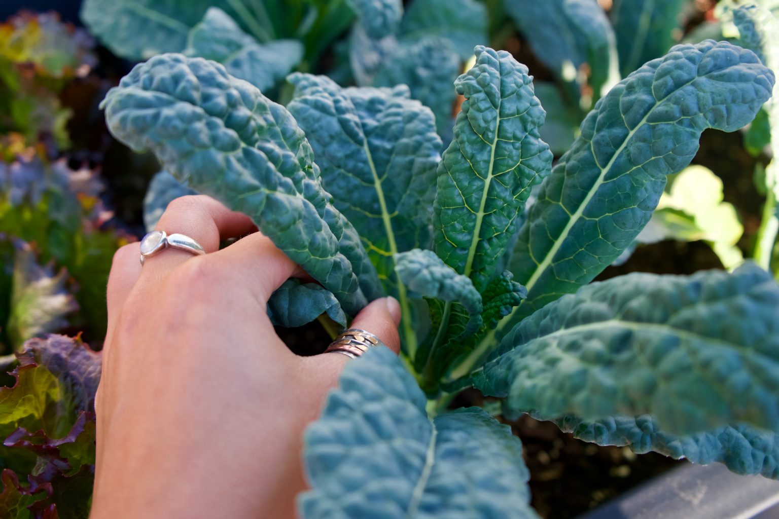 » Collard Greens Vs Kale What’s the Difference And How To Tell Them Apart