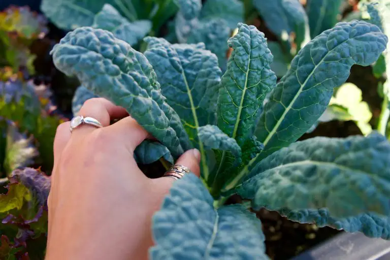 » Collard Greens Vs Kale What’s the Difference And How To Tell Them Apart