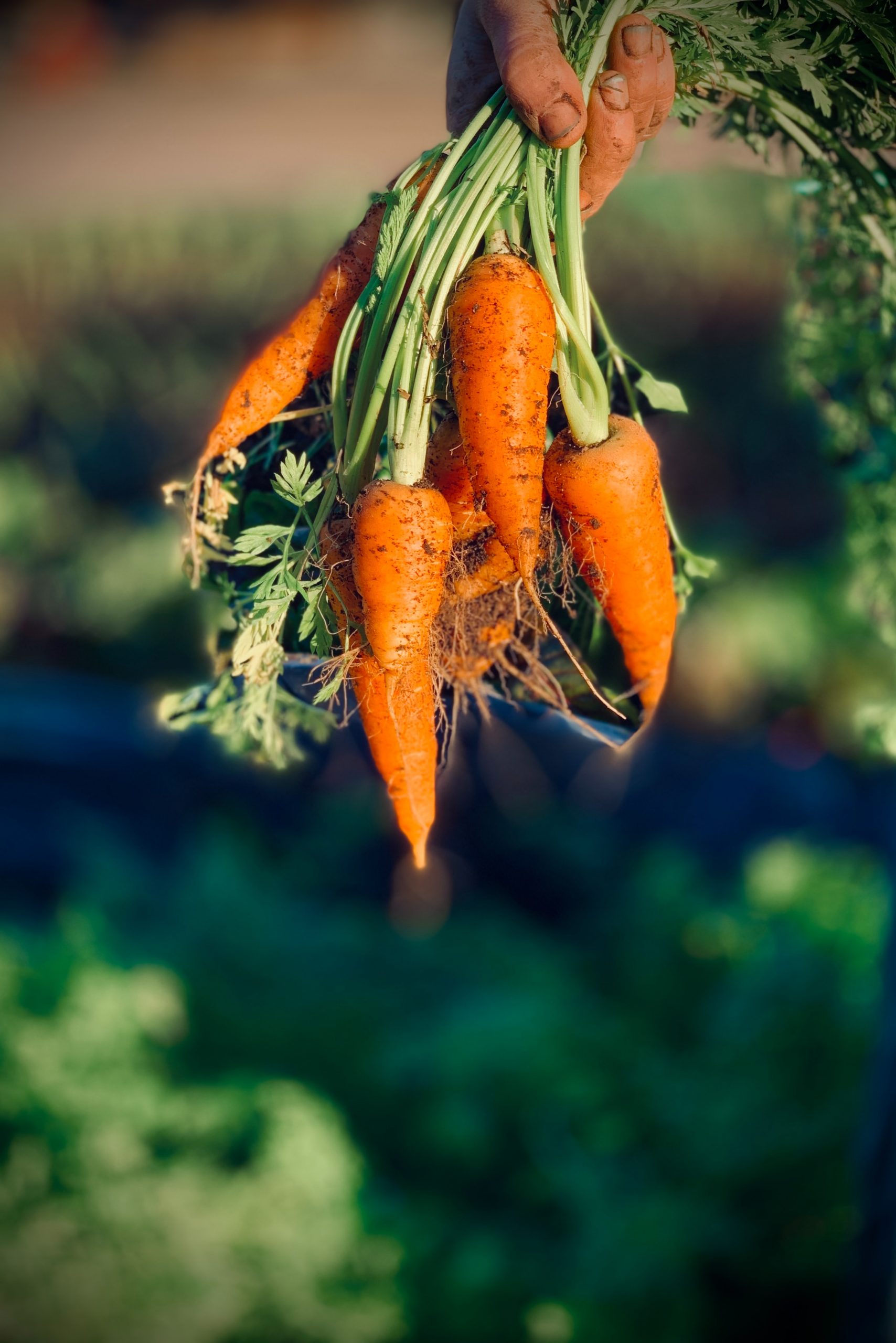 How Many Carrots Grow From One Seed?