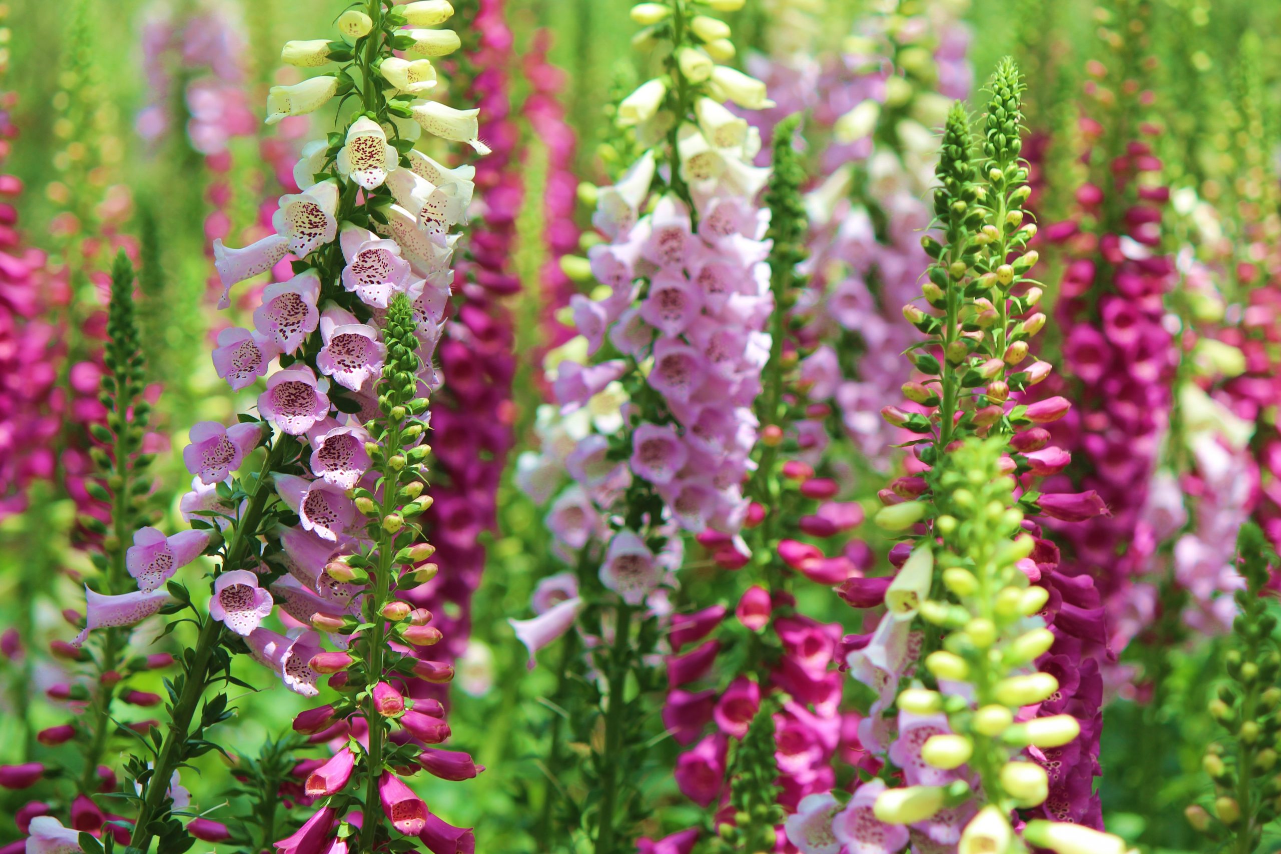 Are Foxgloves Poisonous? Can You Touch Them?