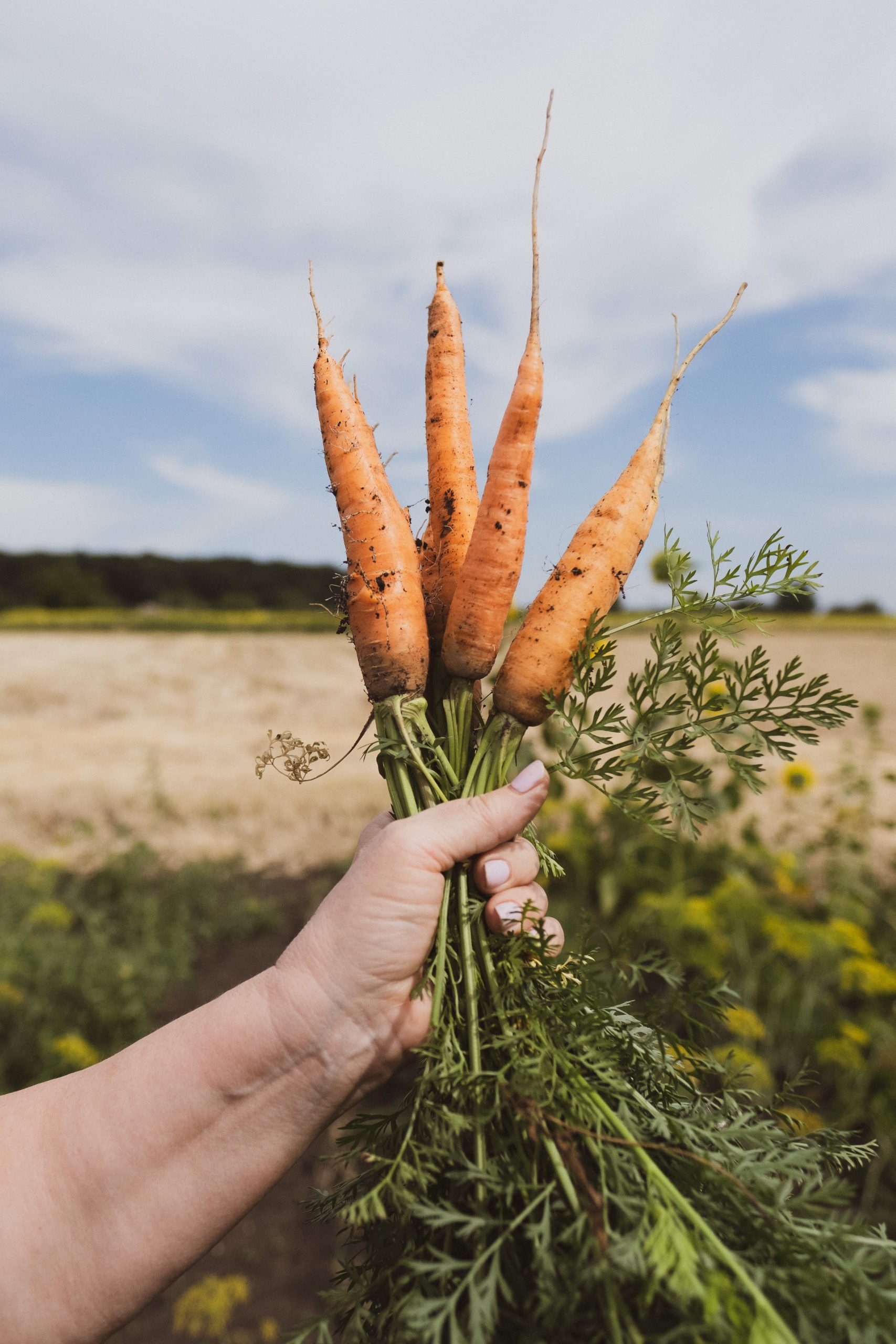 how-many-carrots-grow-from-one-seed