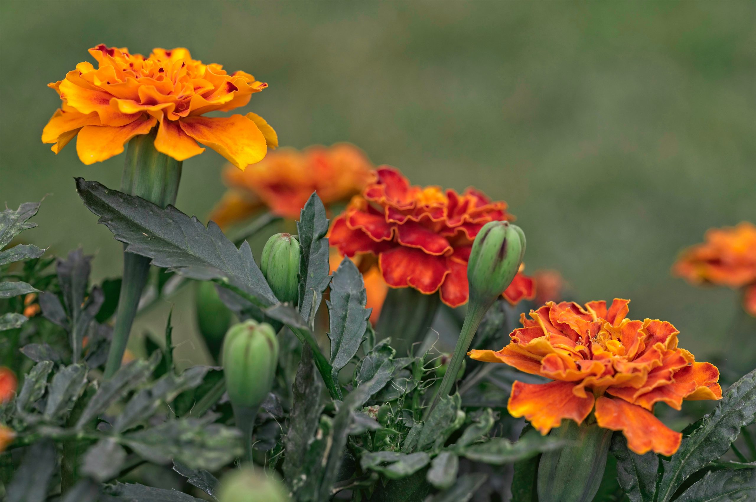 Are Calendula And Marigold The Same Thing? (How Do You Tell The Difference?)