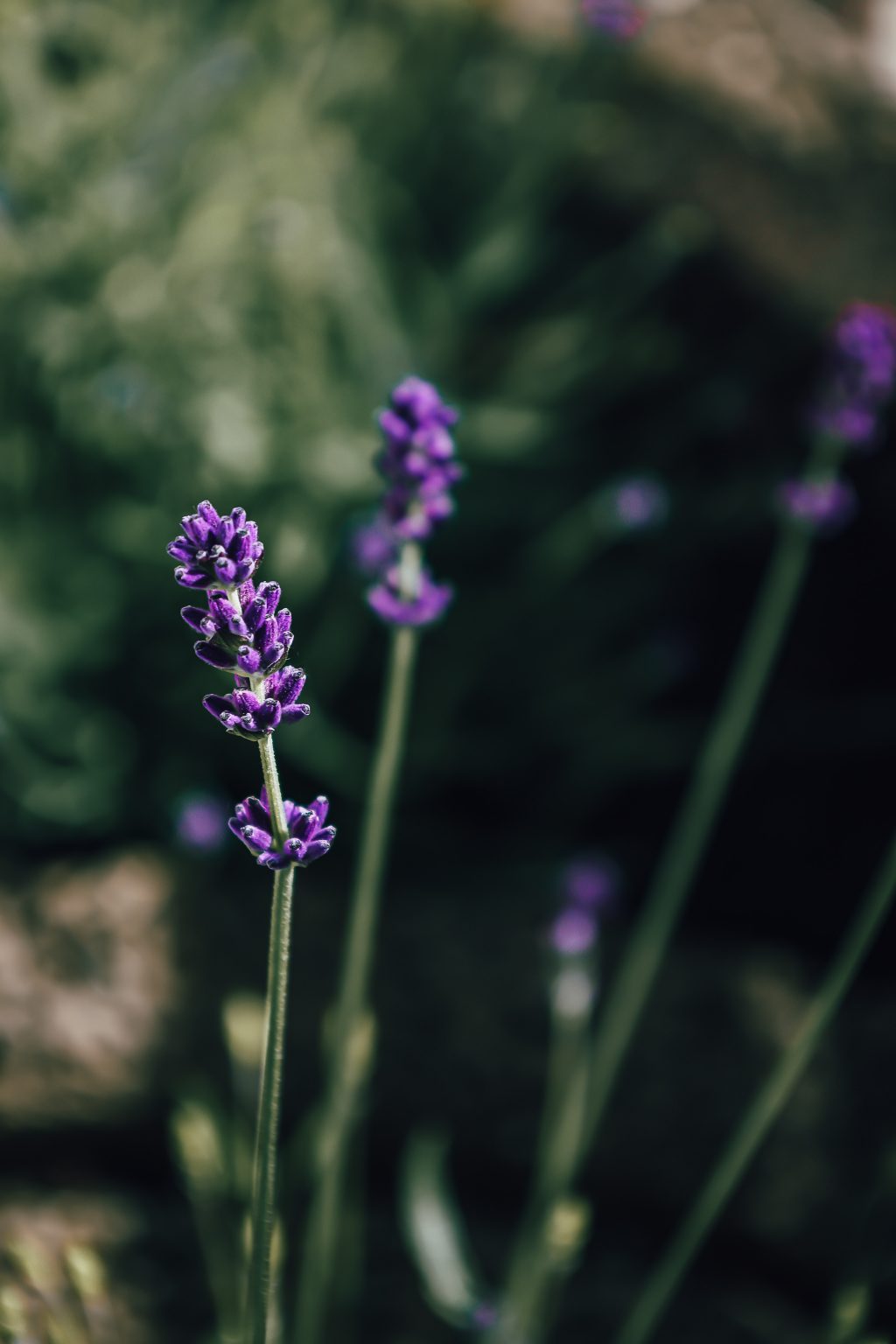 » Can You Propagate Lavender In Water? (Here’s How To Do It)