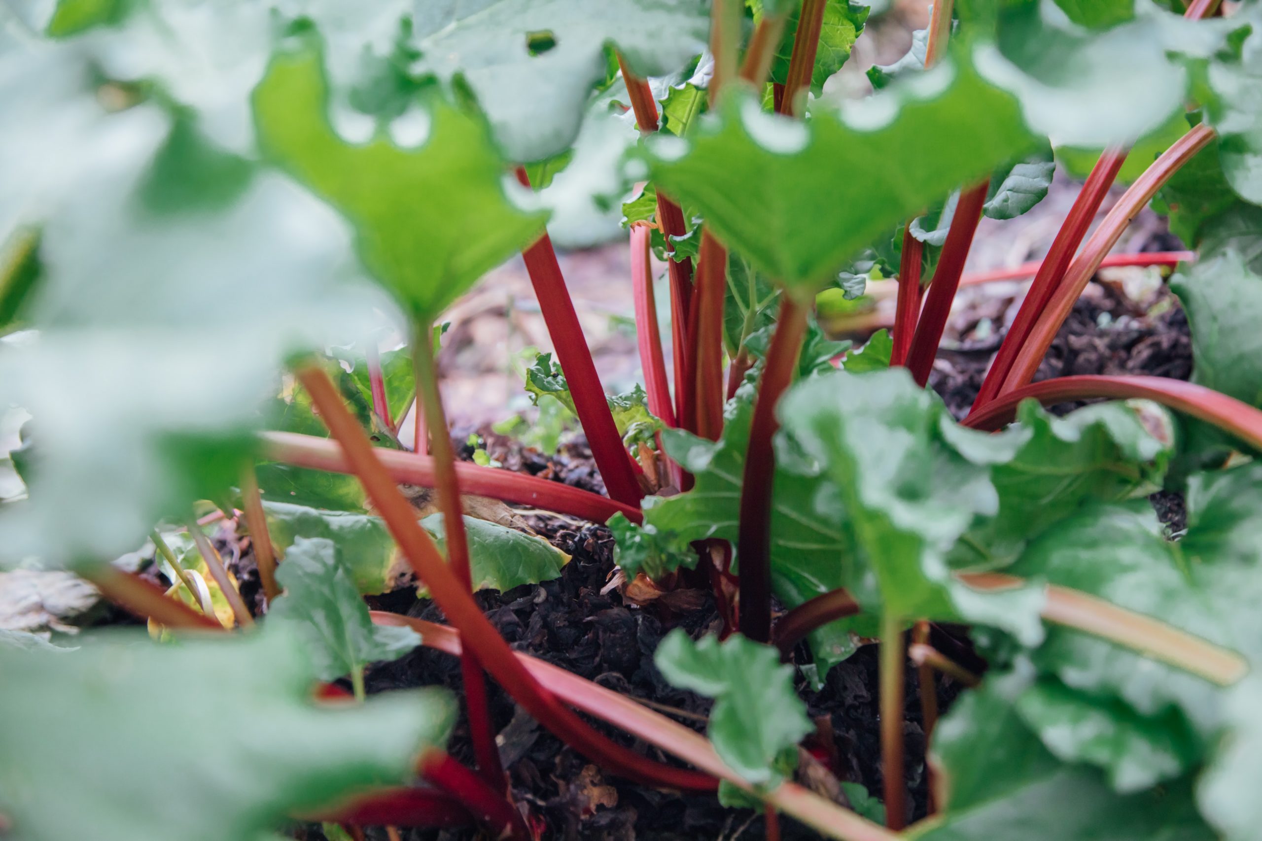 Can Rhubarb Grow In Shade?