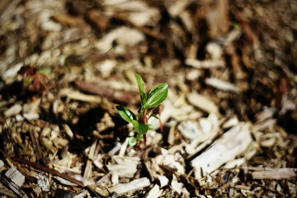 Can Plants Grow Through Mulch?